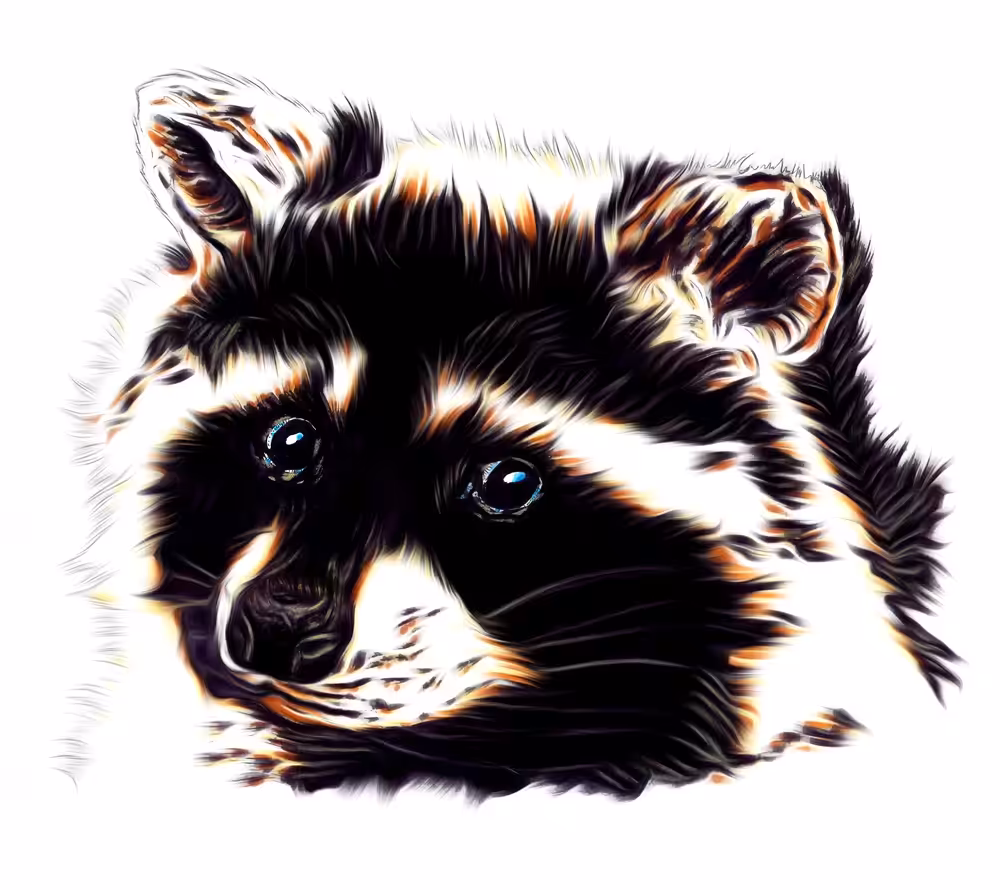 Raccoon
