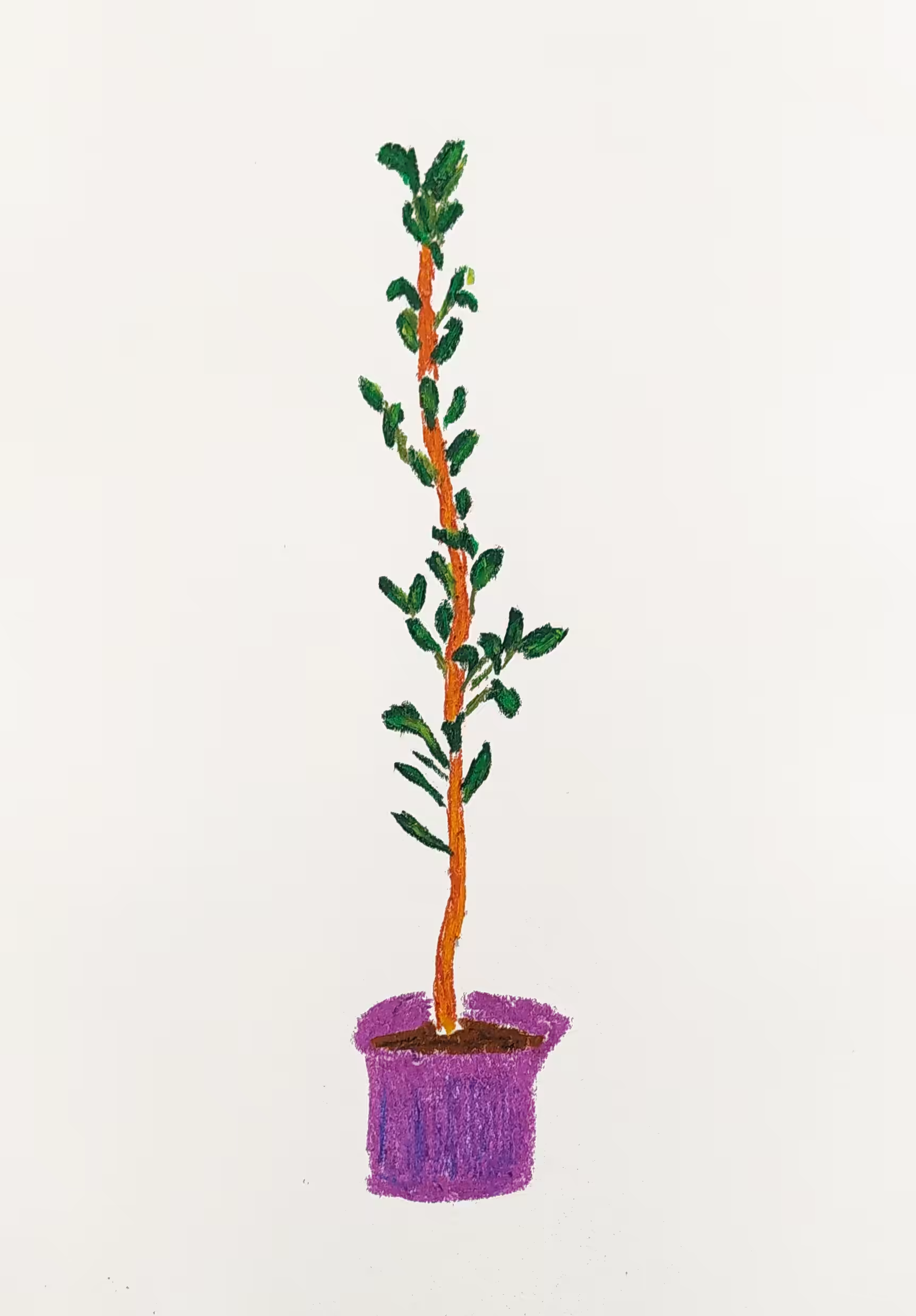 laurel