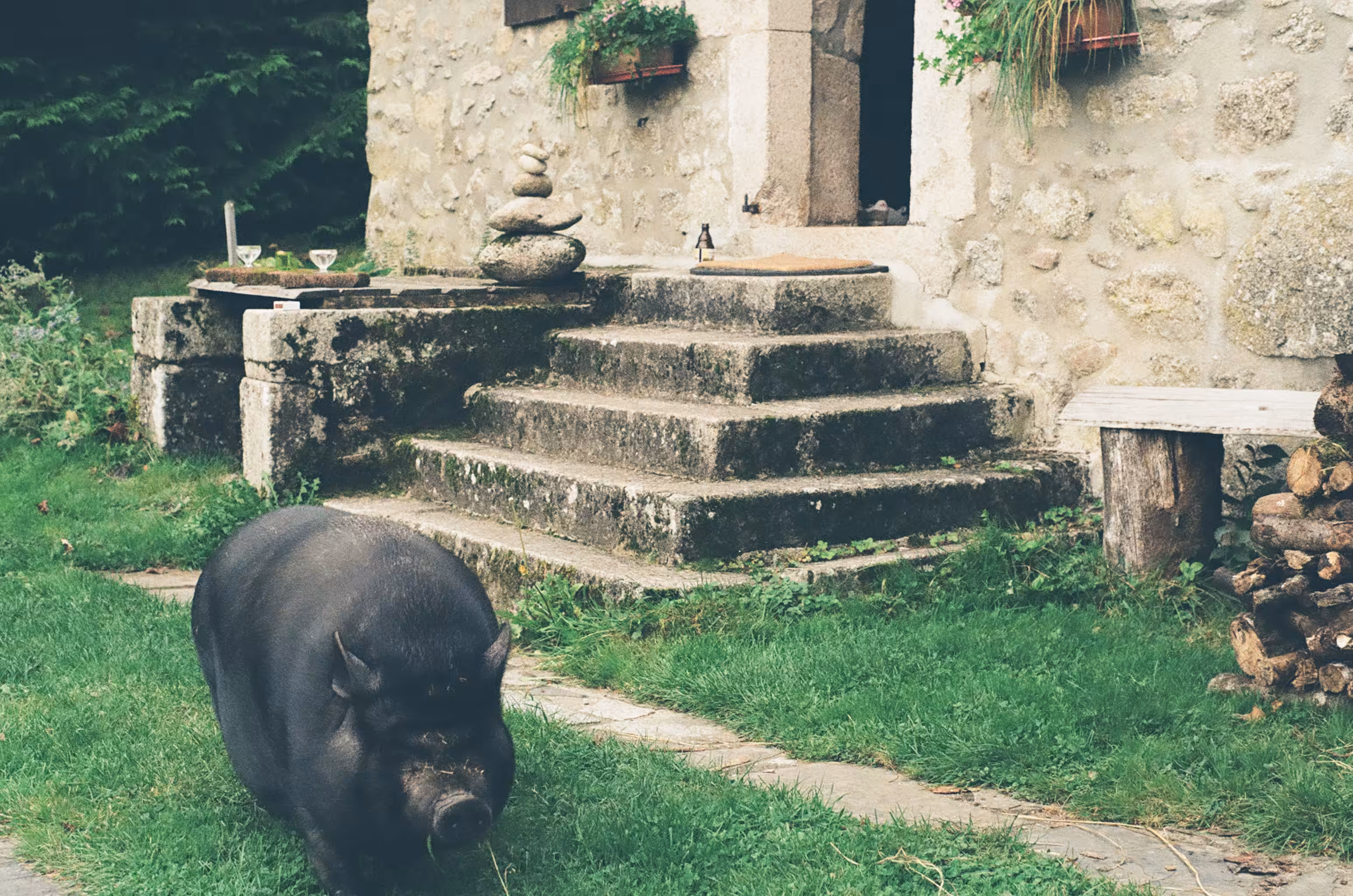 Il maiale è come l'uomo, si mangia tutto e si prende tutto
