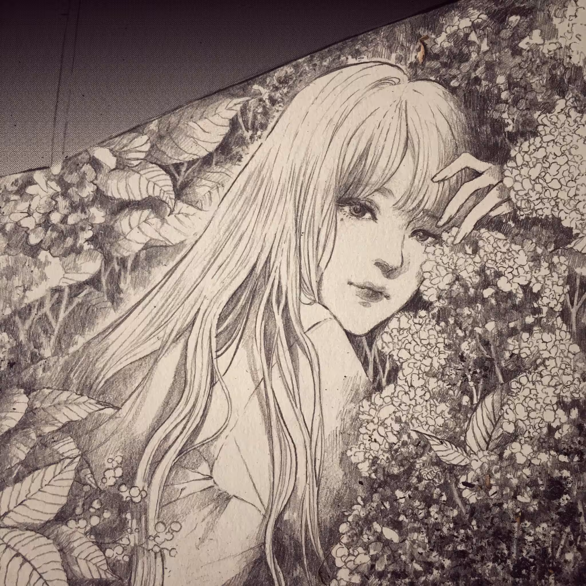 Hydrangea | #あじさい