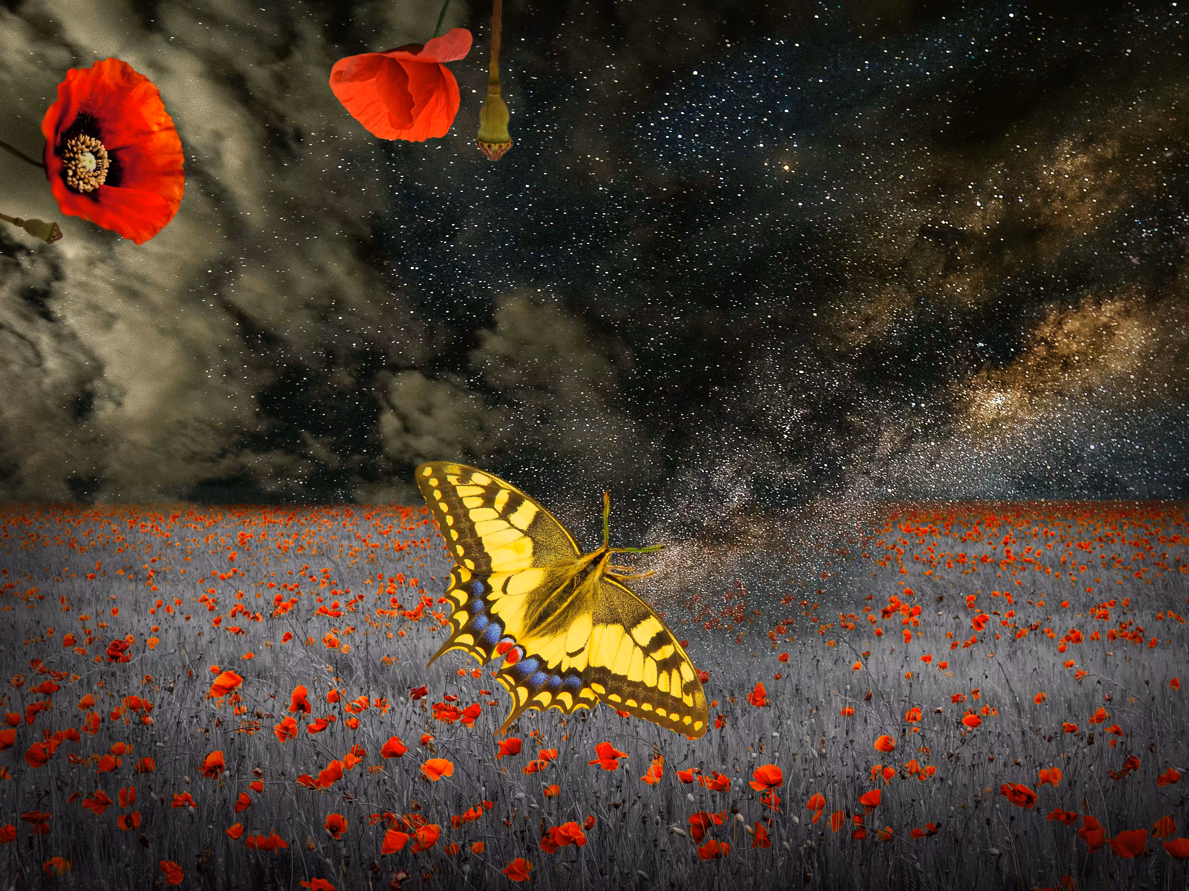 The Poppy Field II