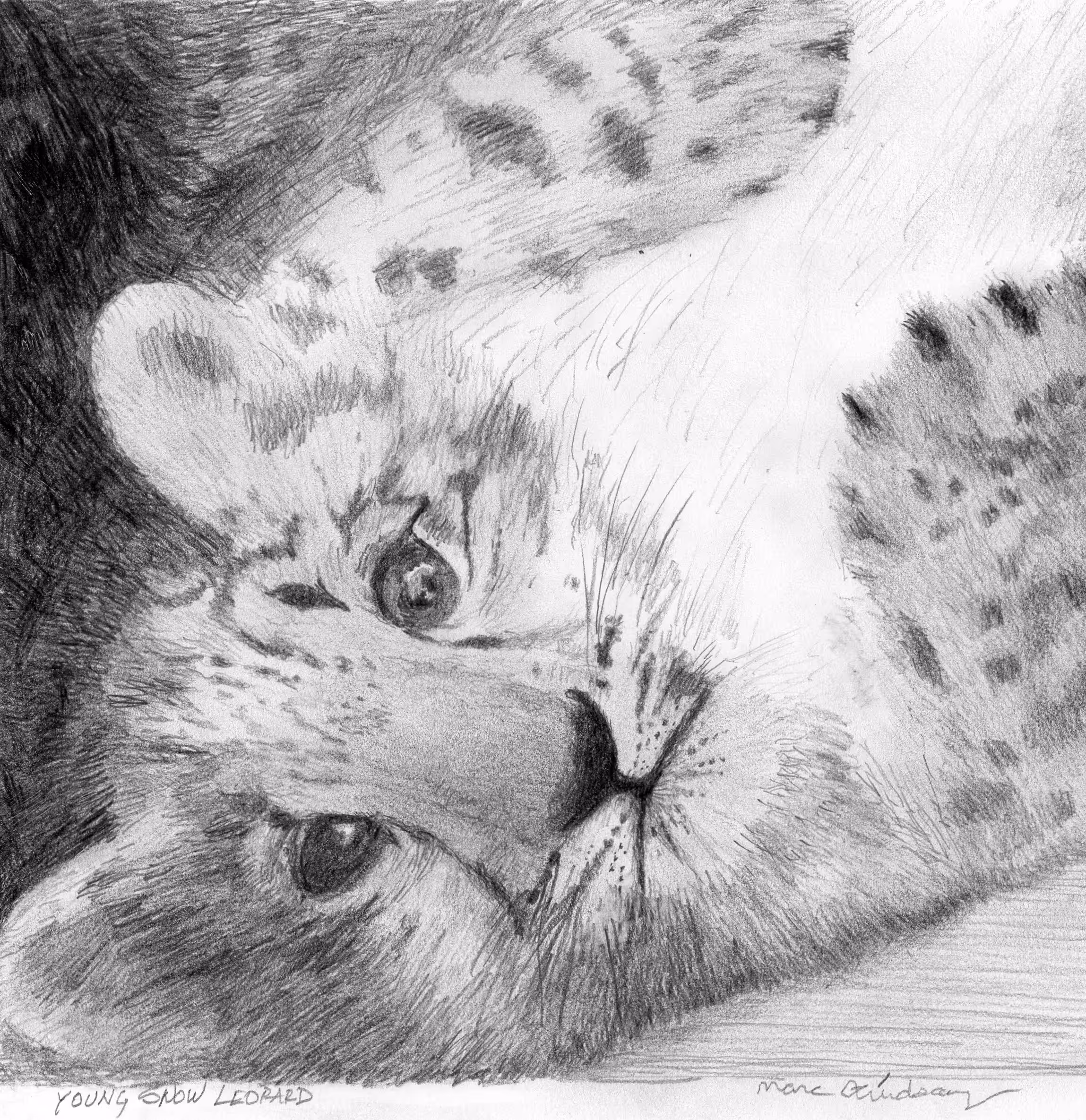 Young Snow Leopard 