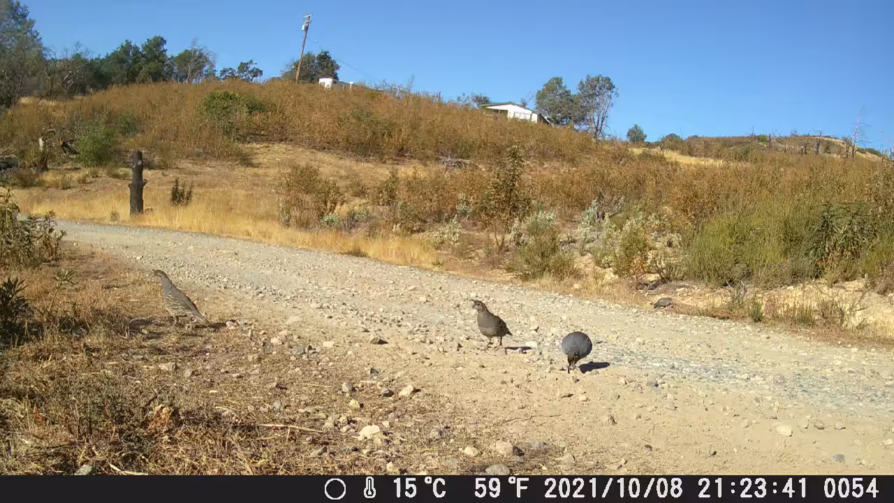 CALIFORNIA QUAIL 