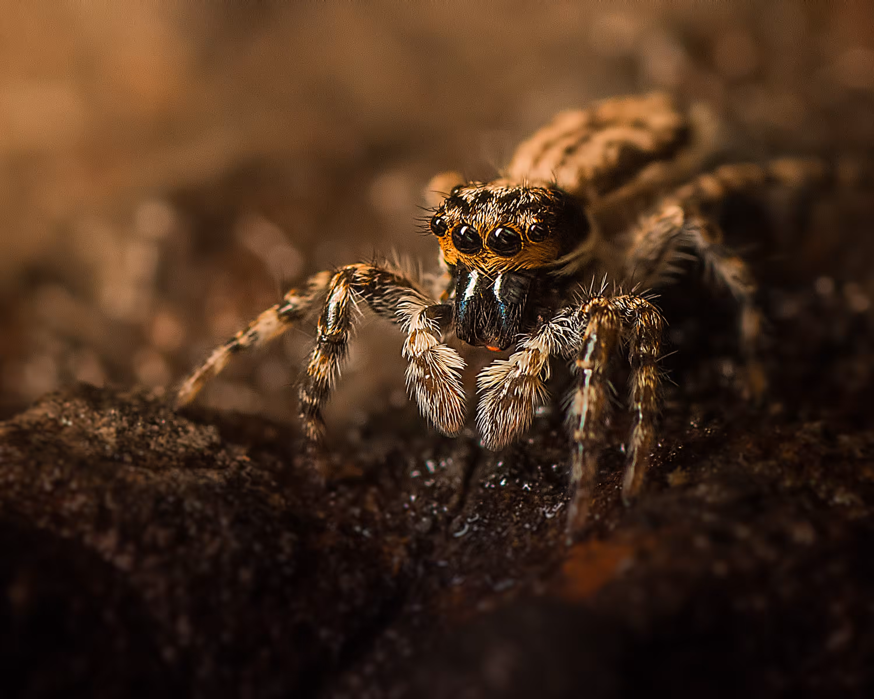 Jumping Spider #4