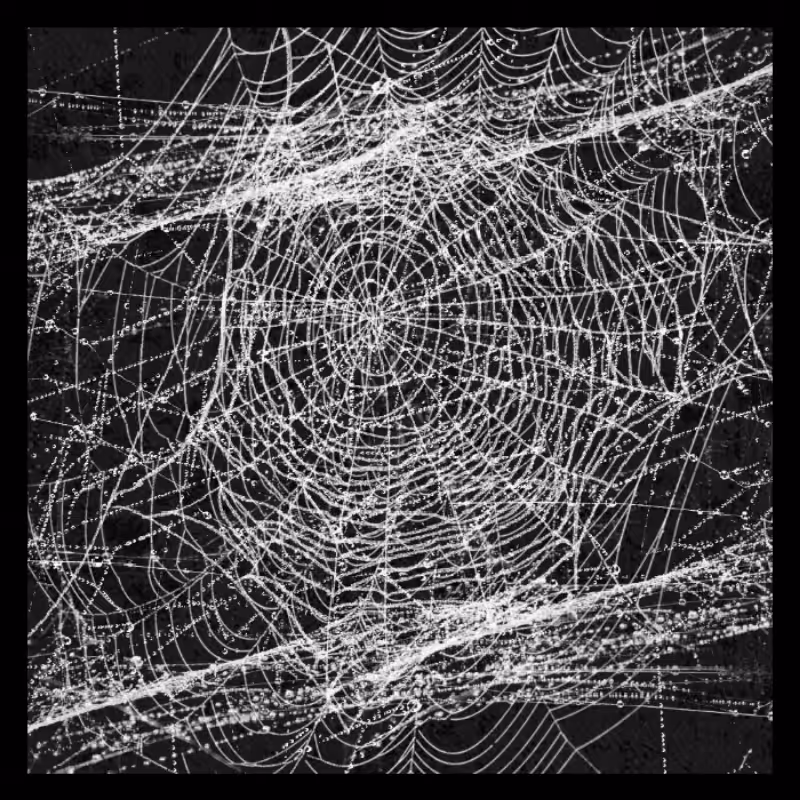 SIlk WEBS #3