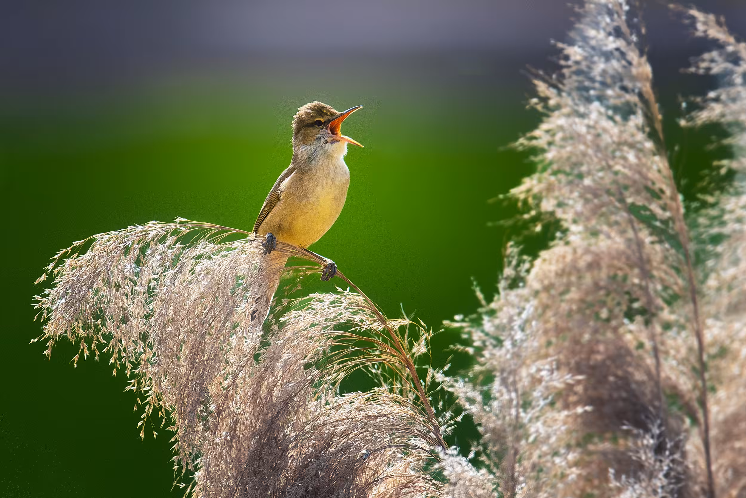 birds #oriental reed wrabler
