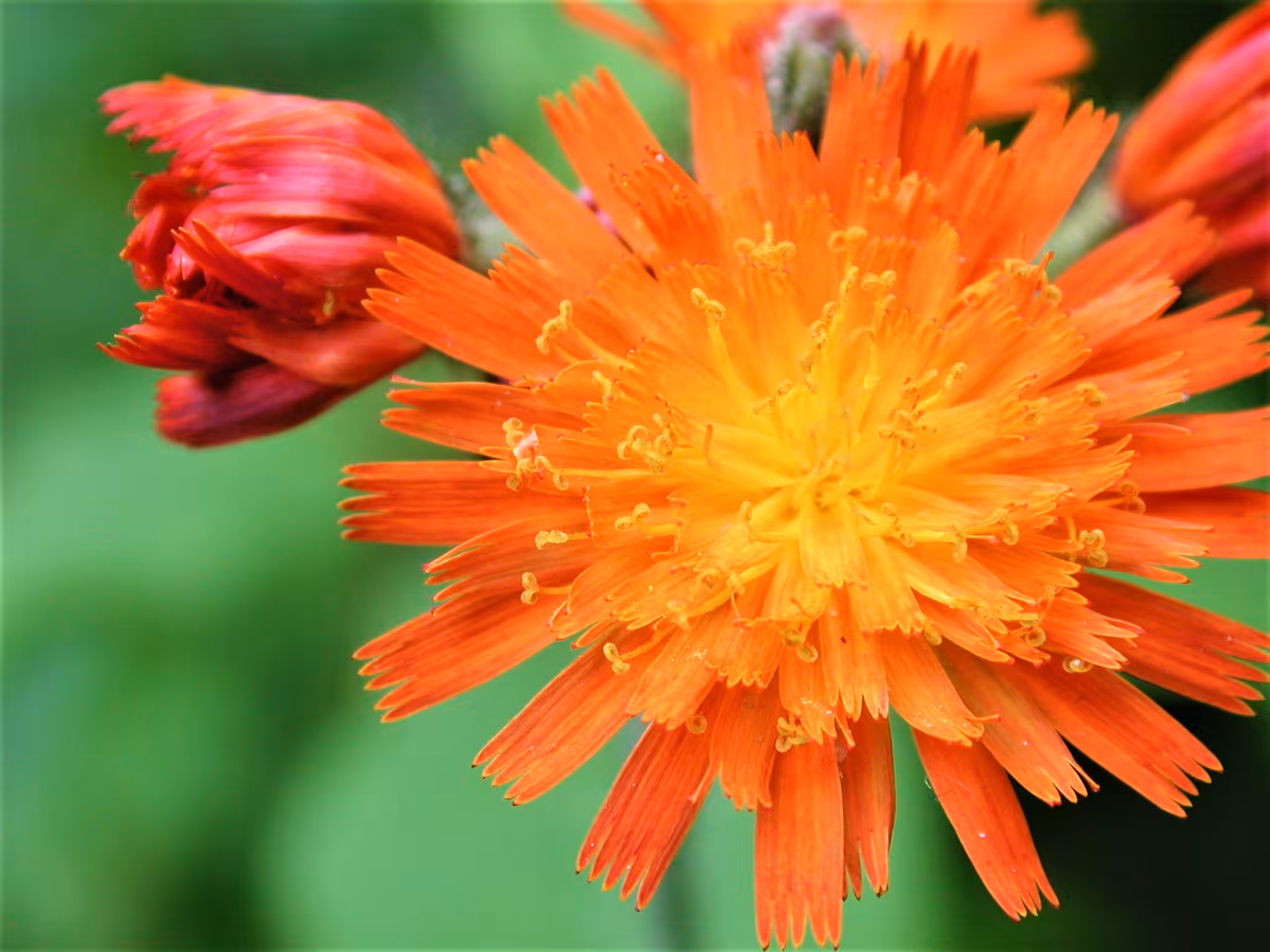 XTZ Flower 10