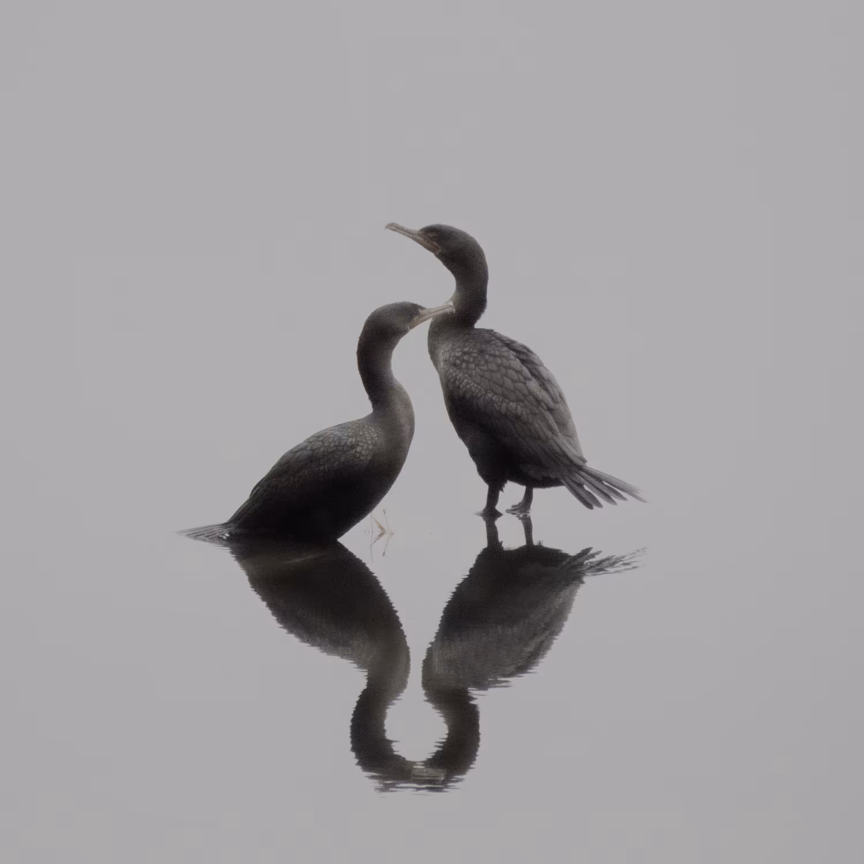 companionship