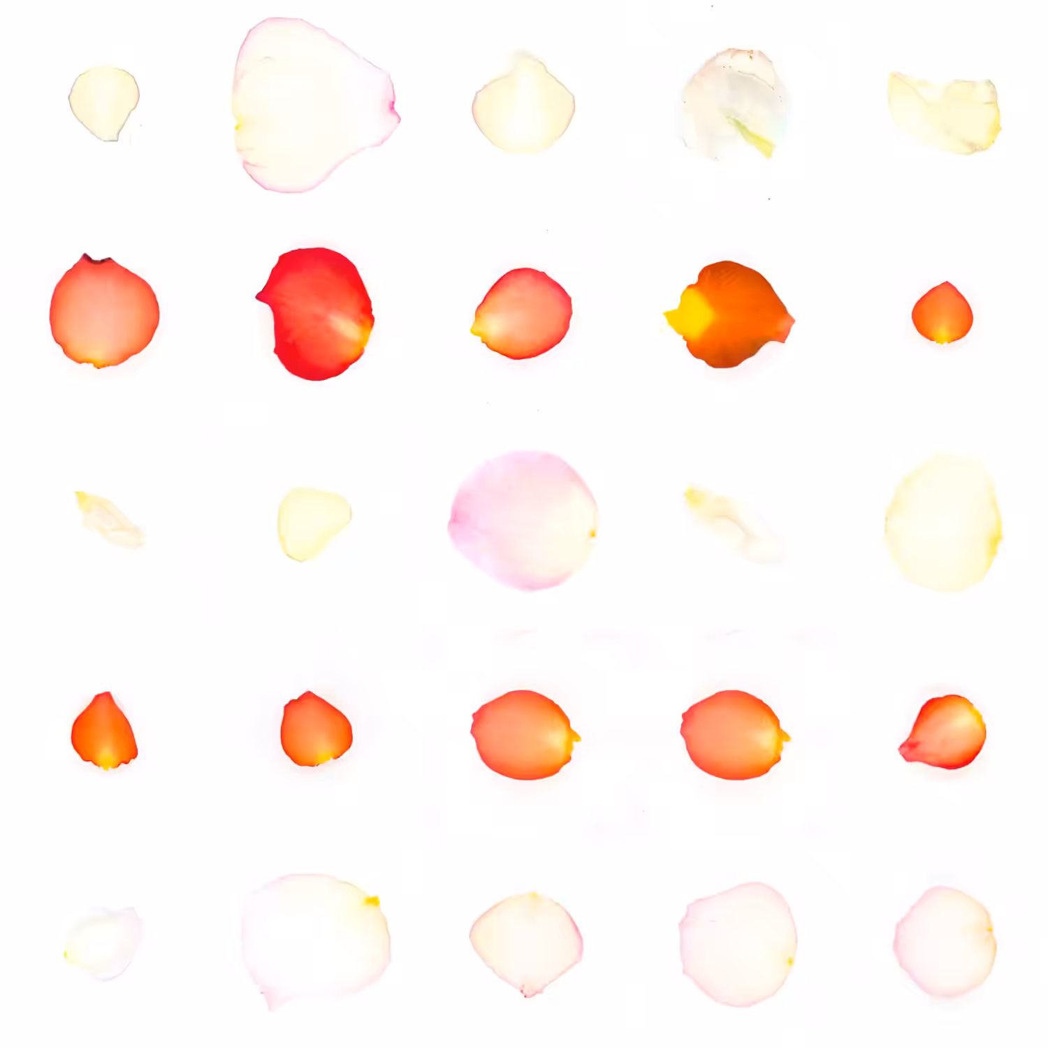 Infinite Petals 5x5#20790