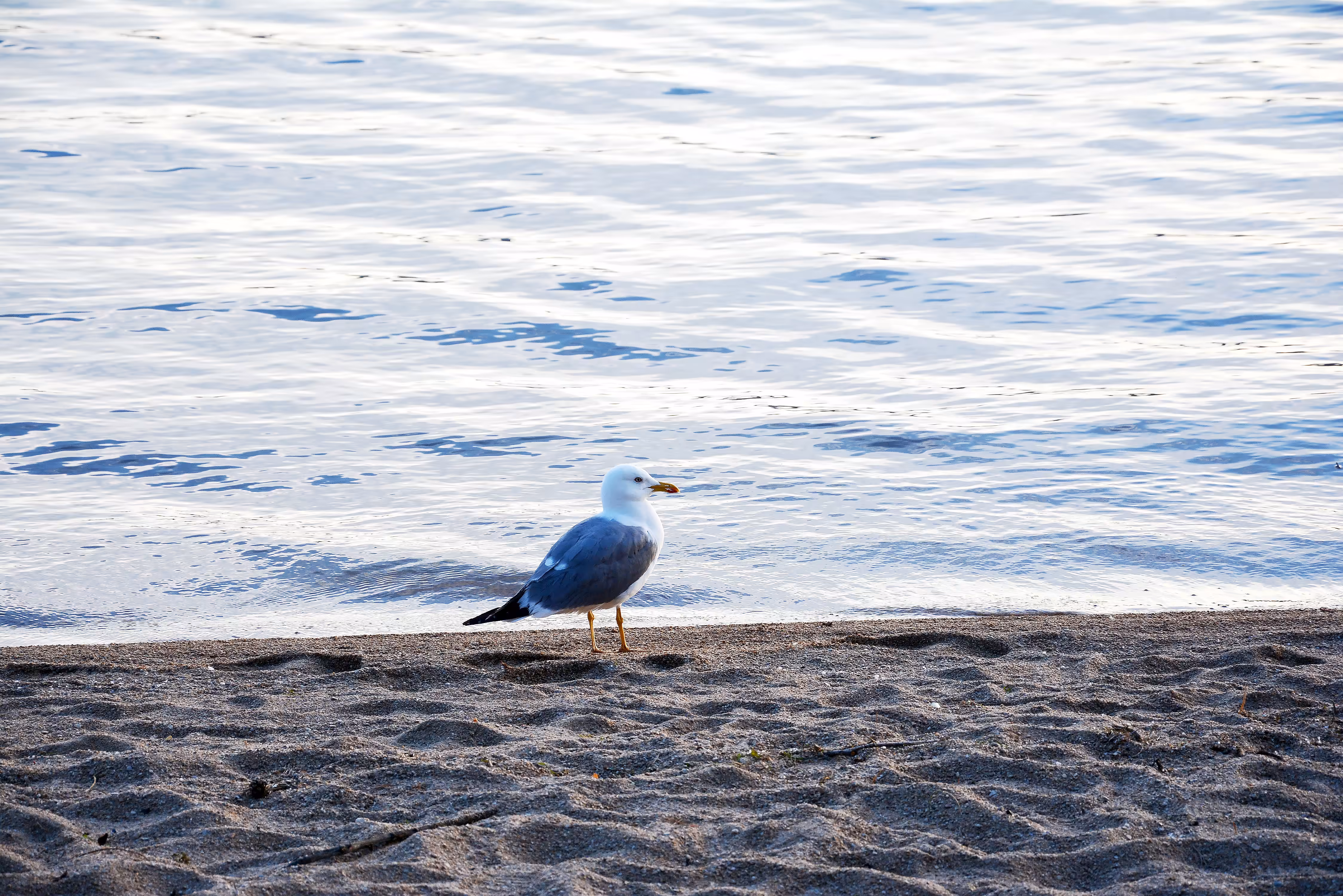 Gull