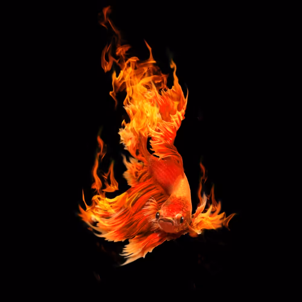 Fighting Fire Fish