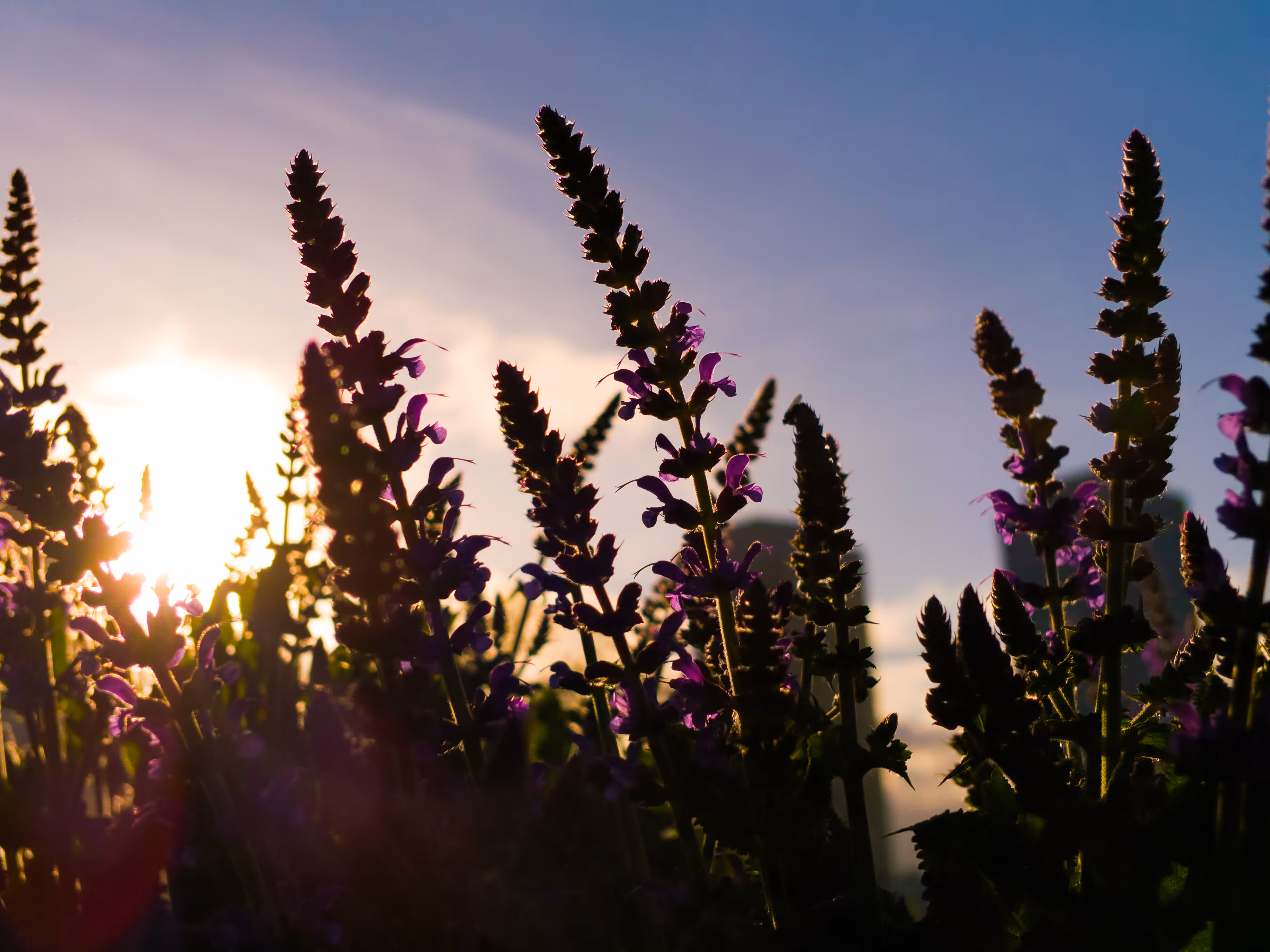 "Florae Portum Mare Bostoniensis" Collection Third of Three Stills