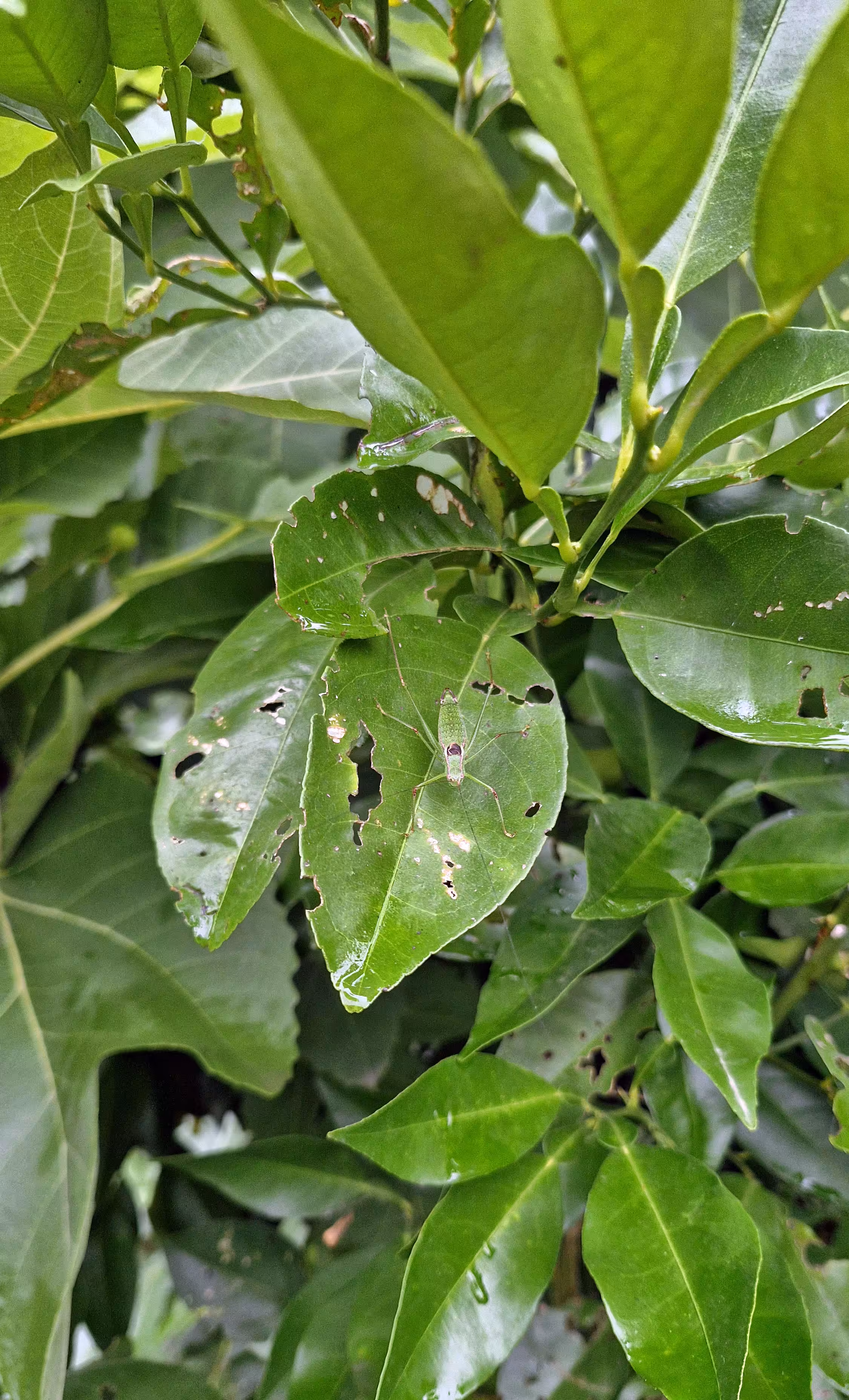 Speckled bush-cricket