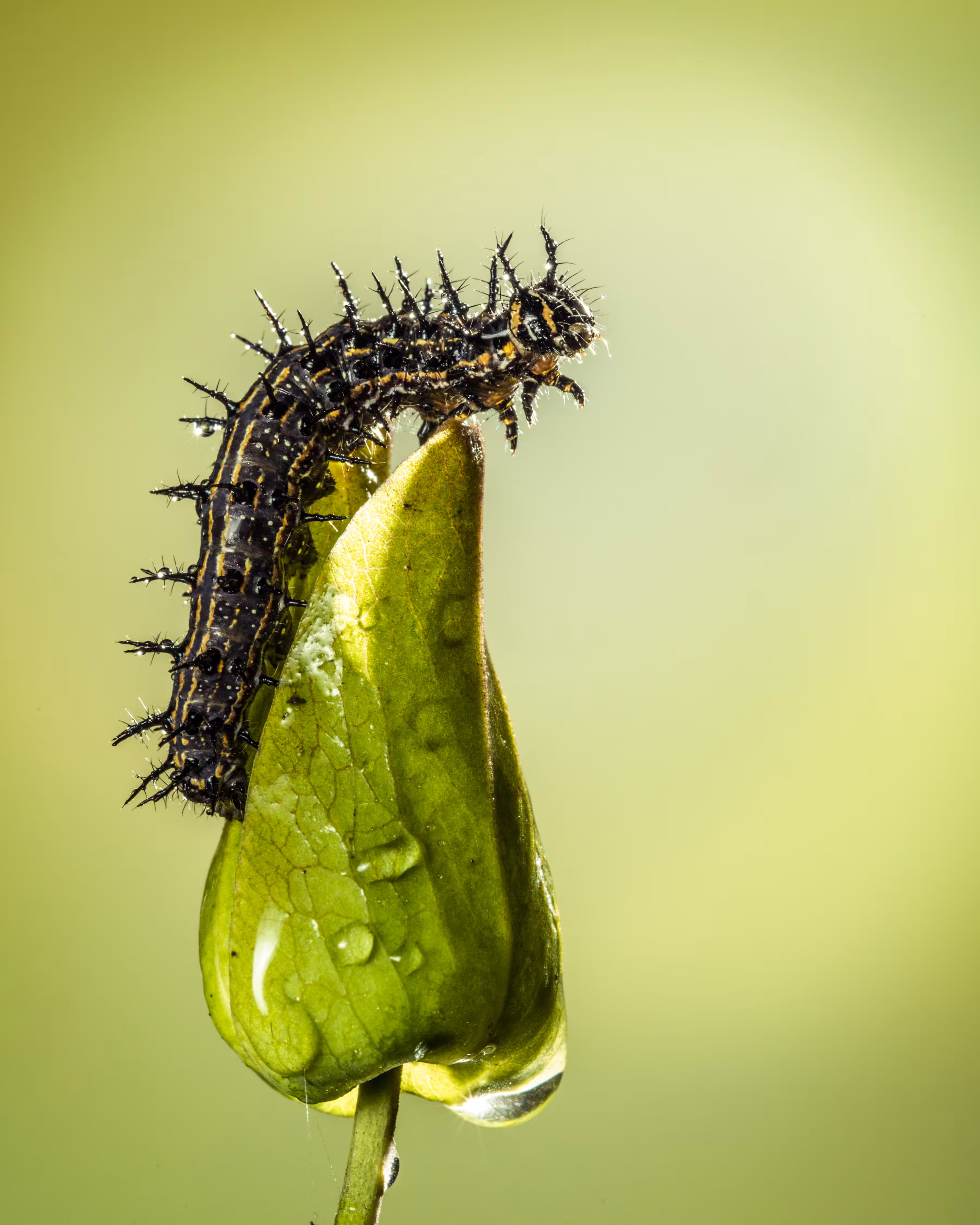 Tezos4Nature