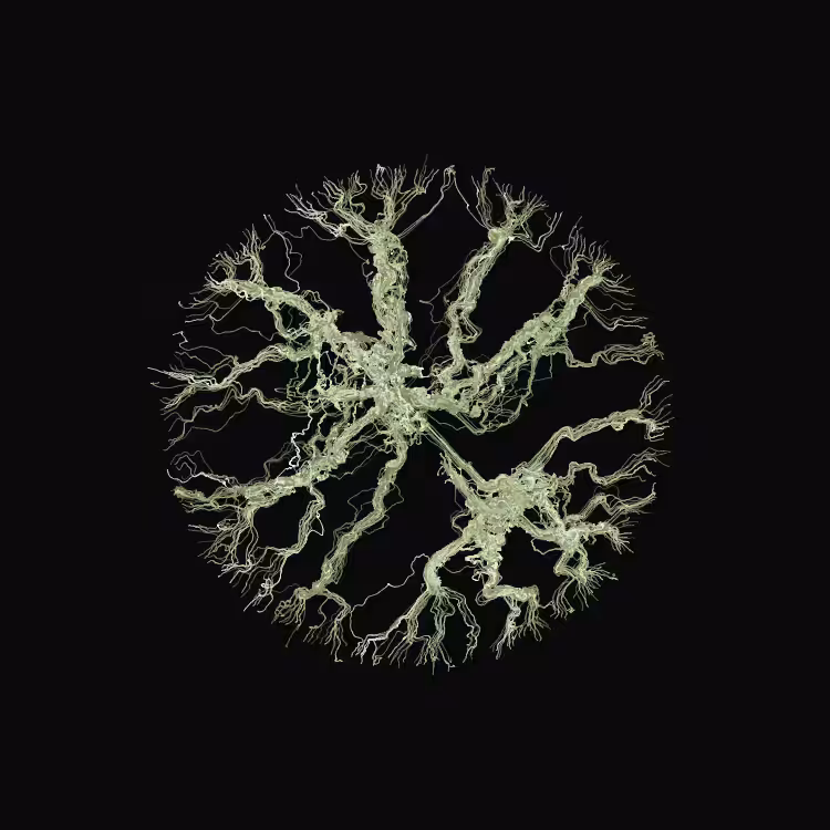 Ginseng #104
