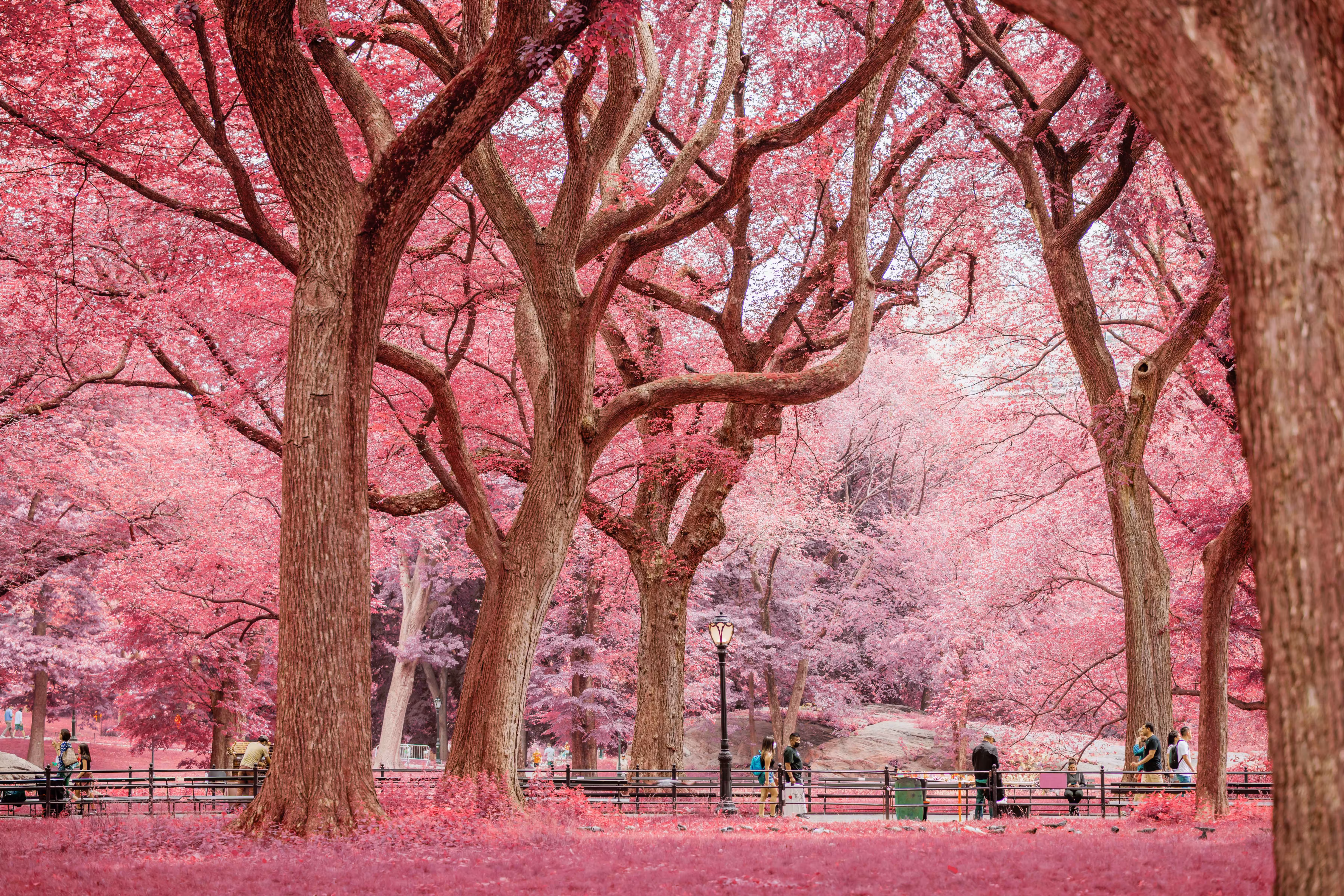 Rose-Colored º1