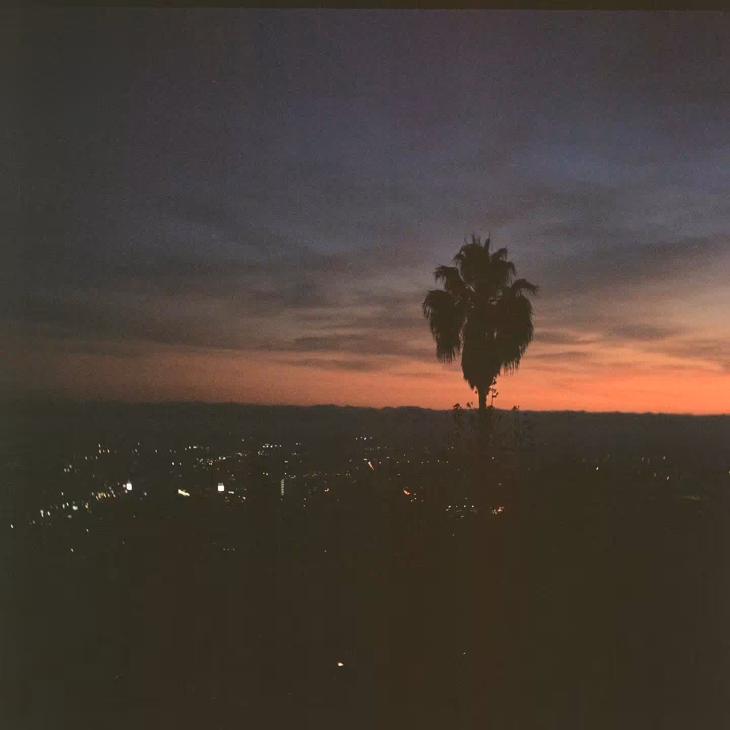 Tint of Rose 