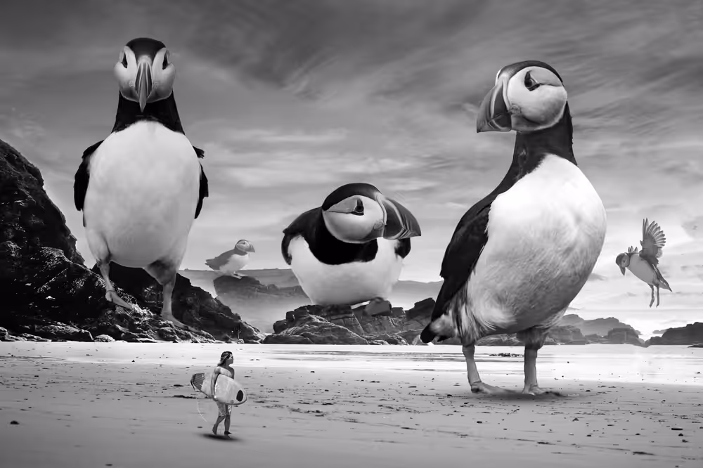 Puffins Point