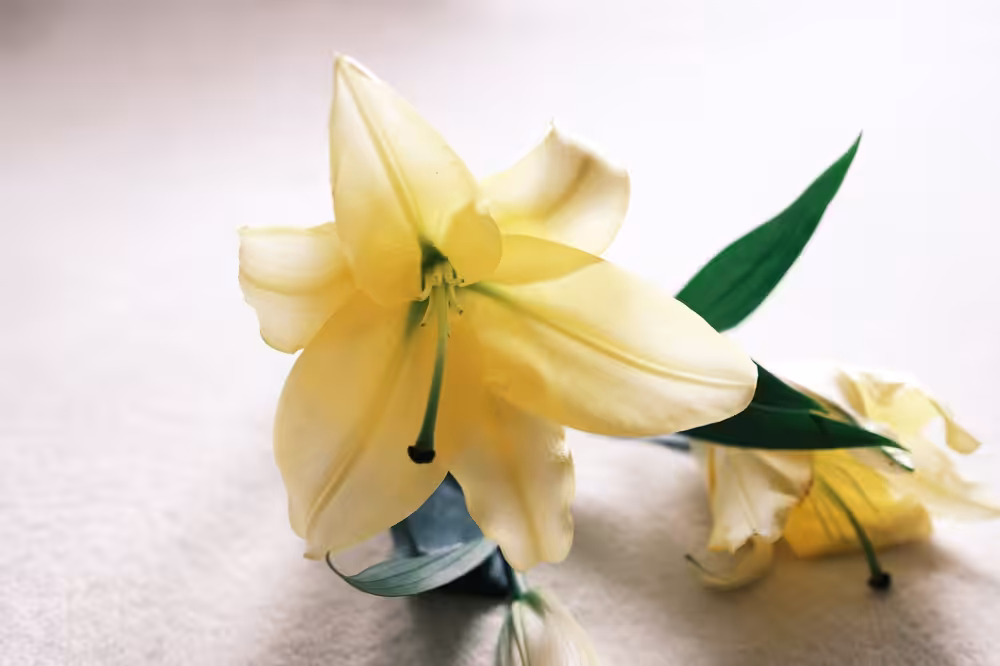 Blooming in the Church