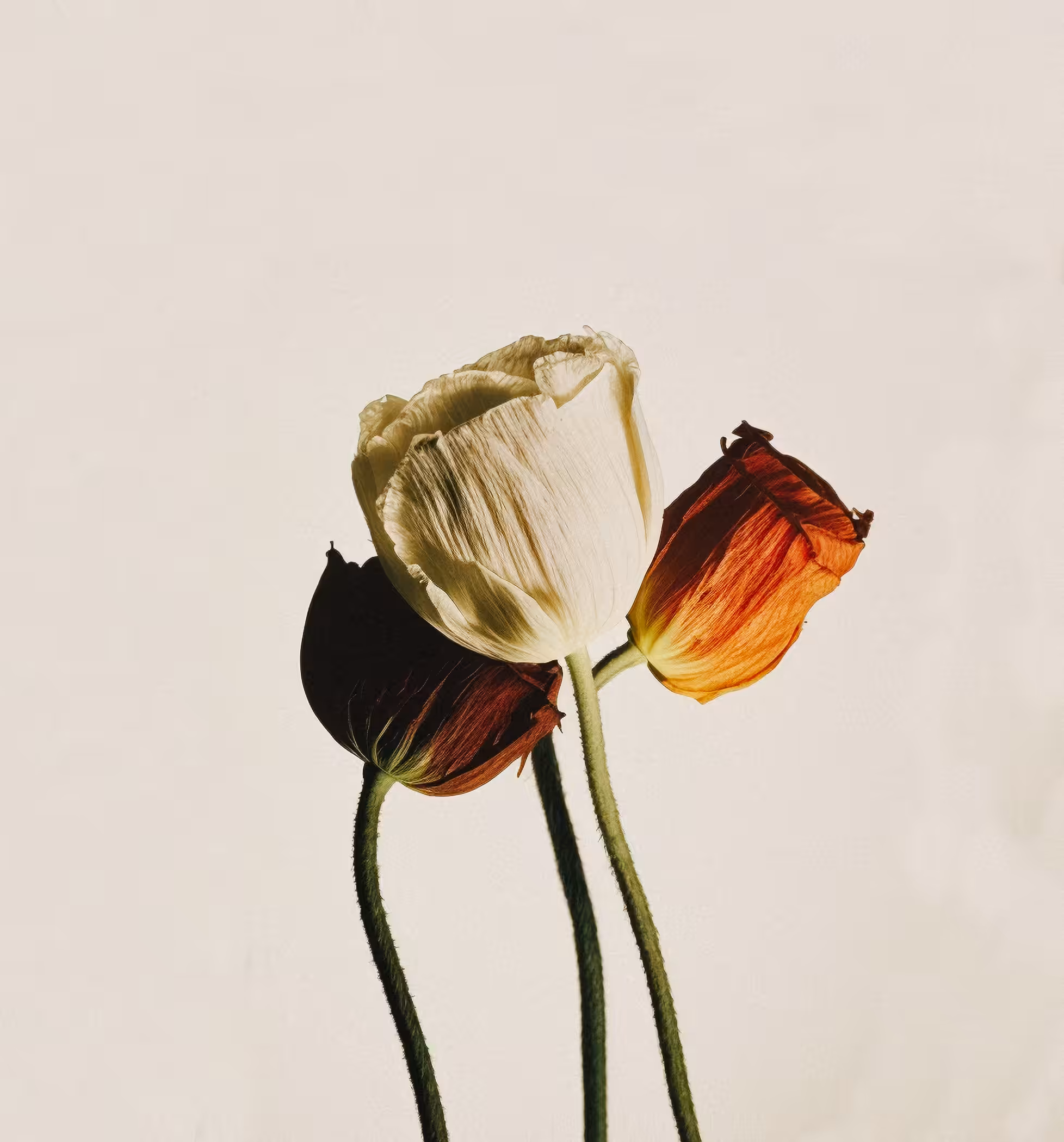 Poppy, Chromogenic Print, 1971