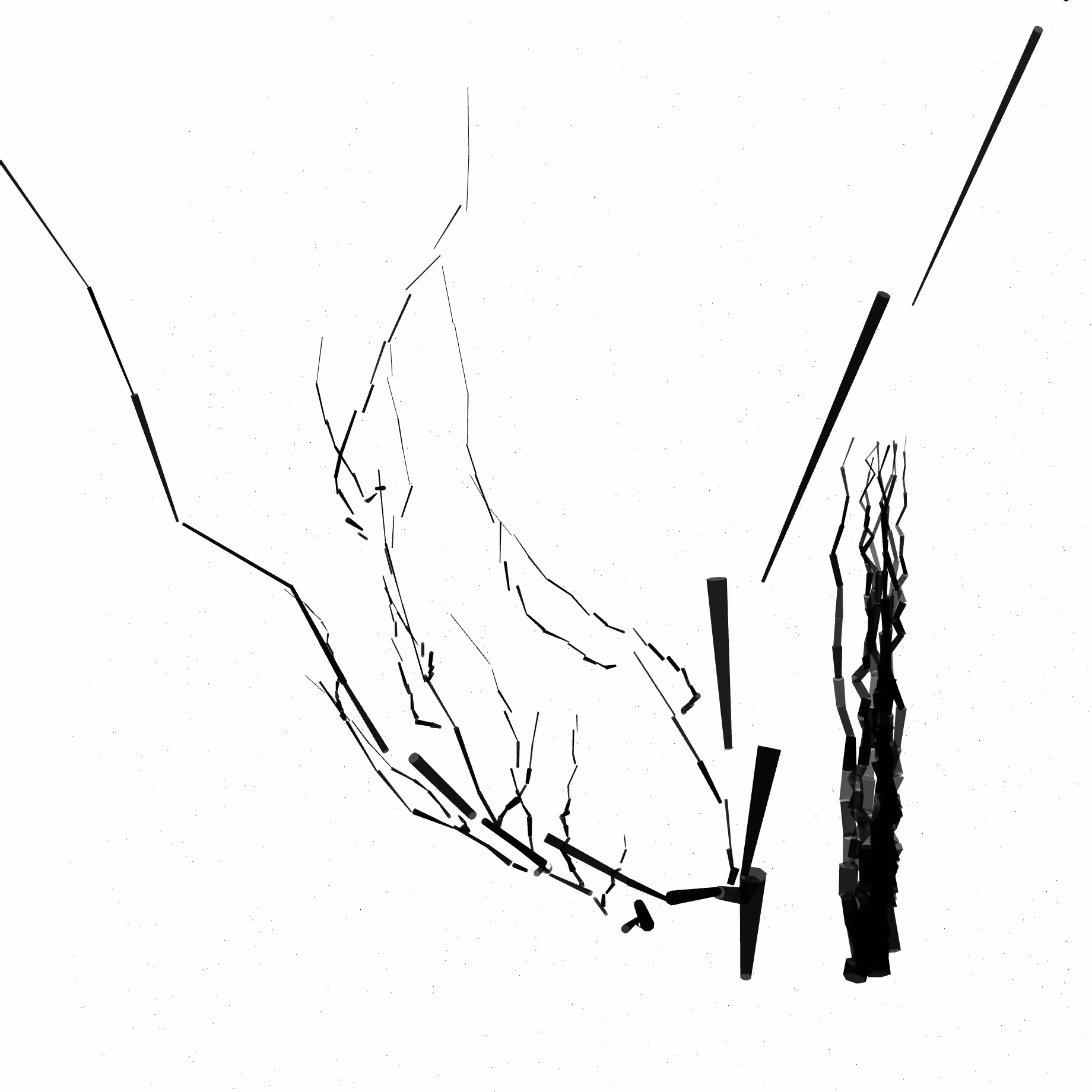 actiniarian