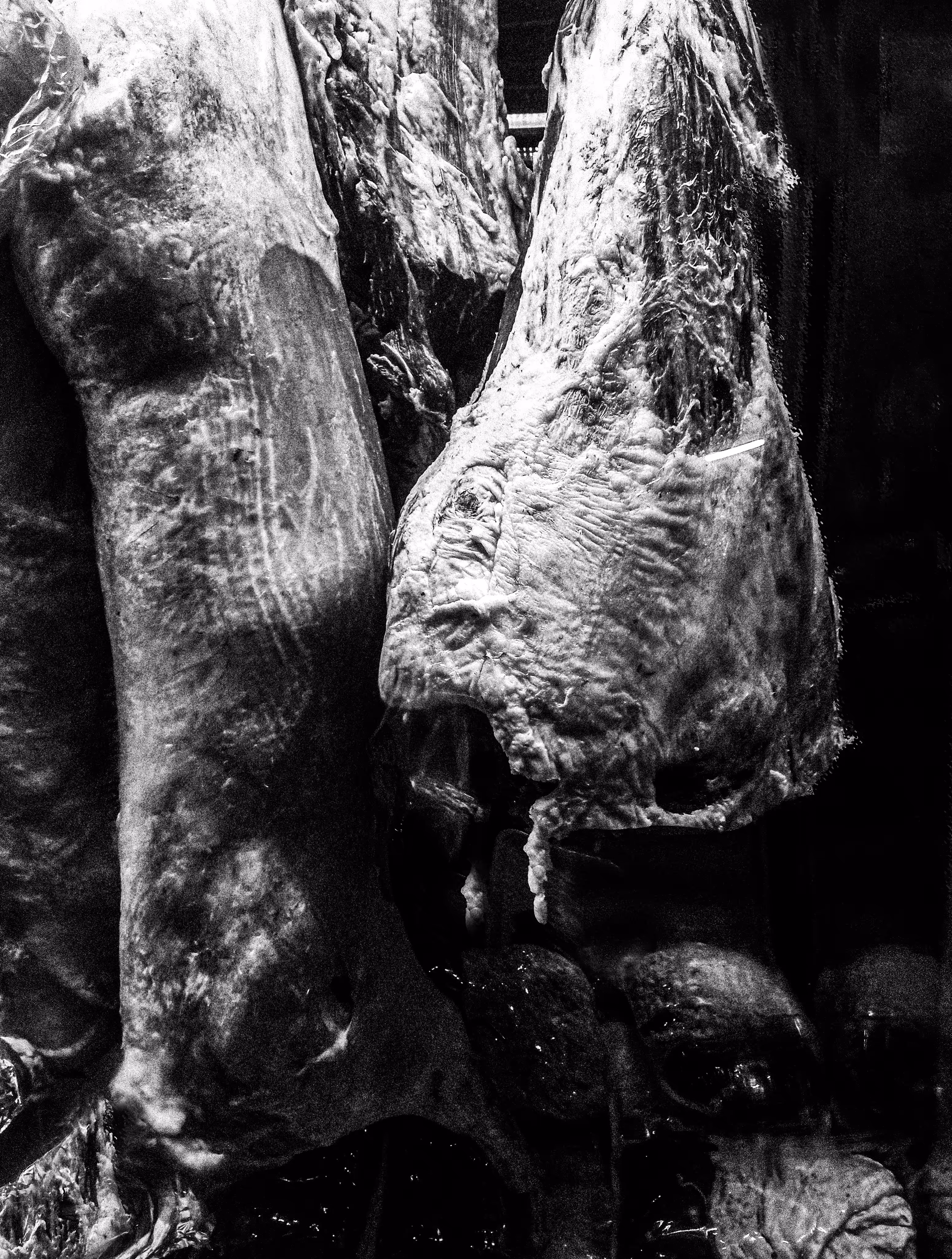 corpses in their mouths