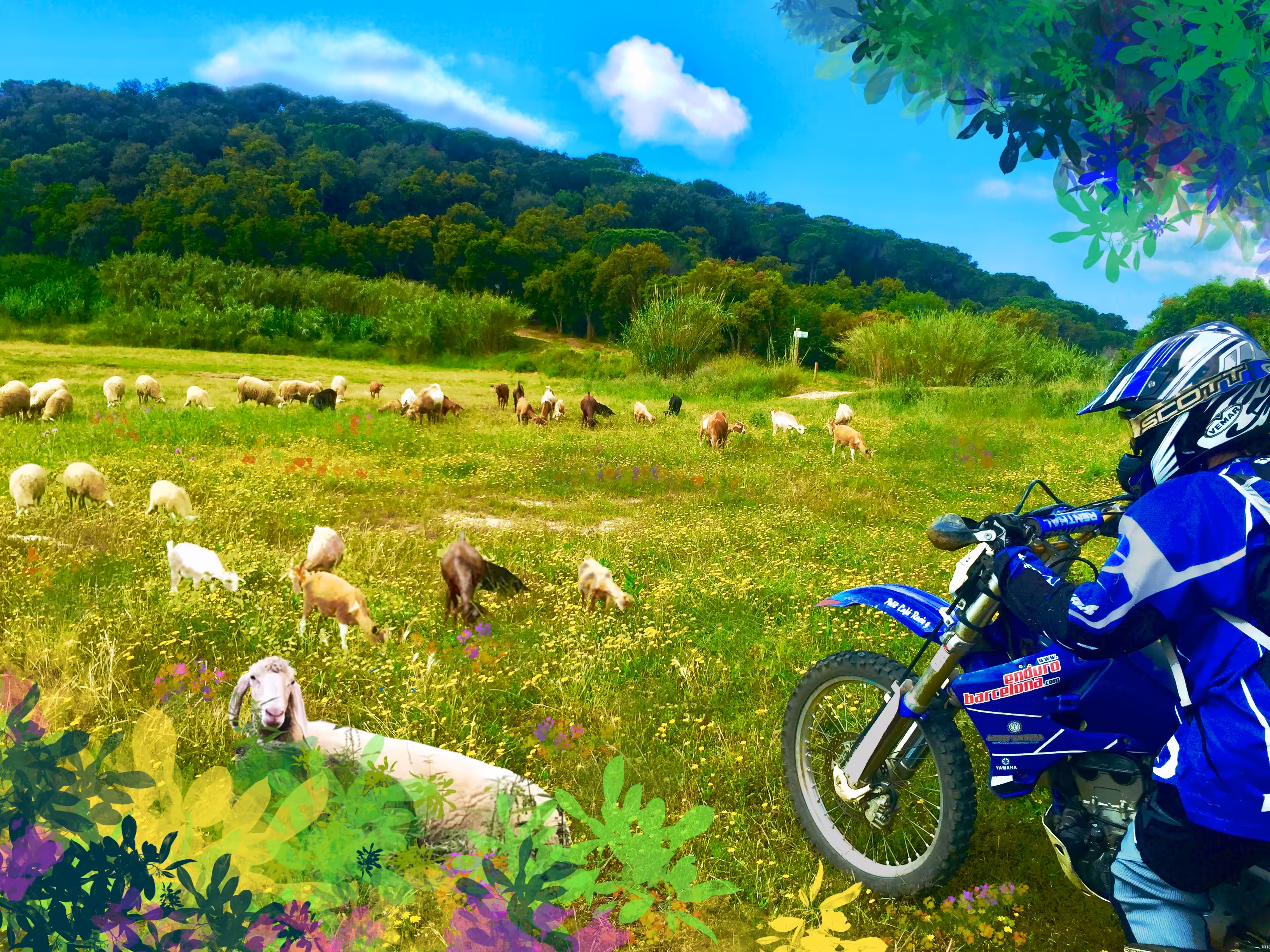 Field of Sheep