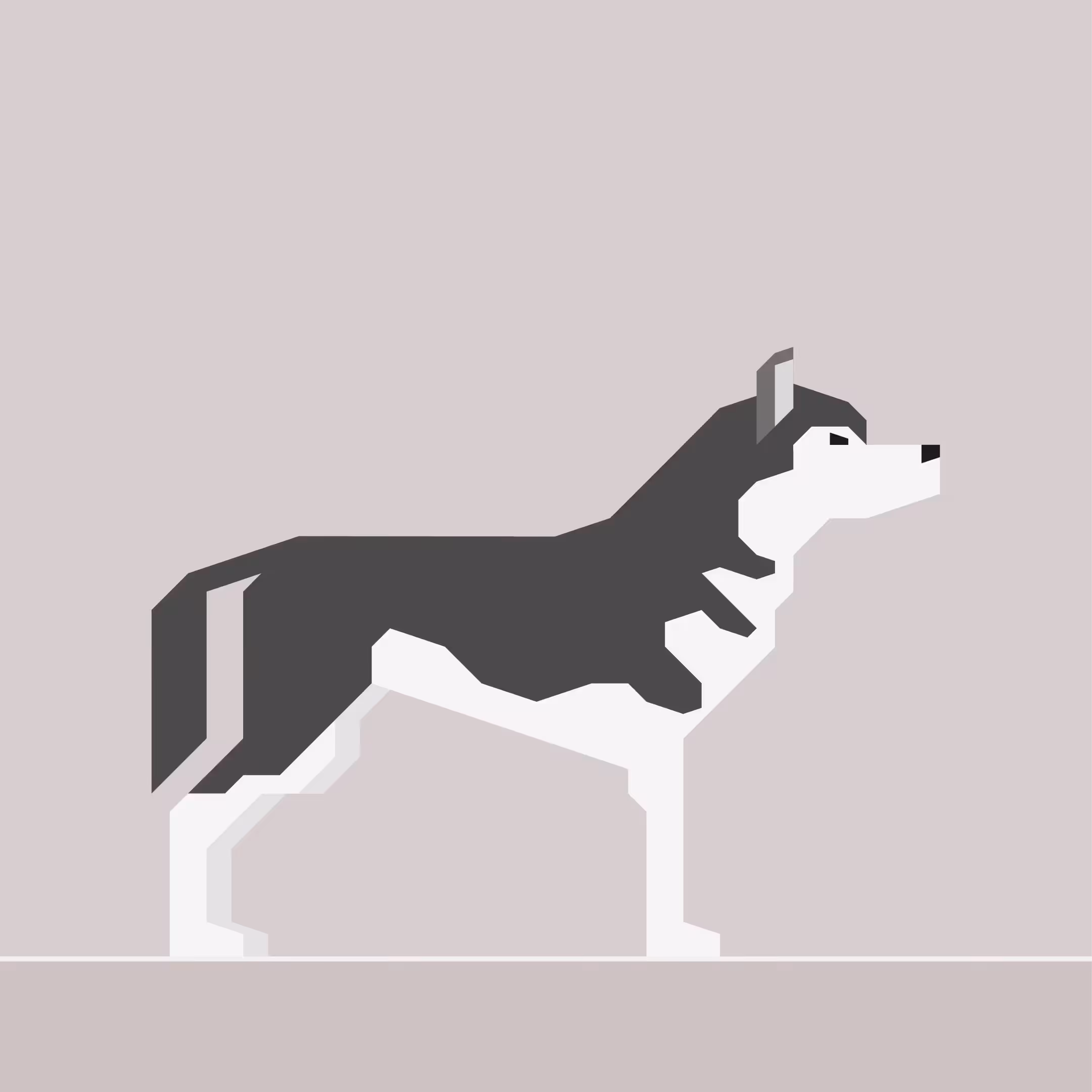 Siberian Husky