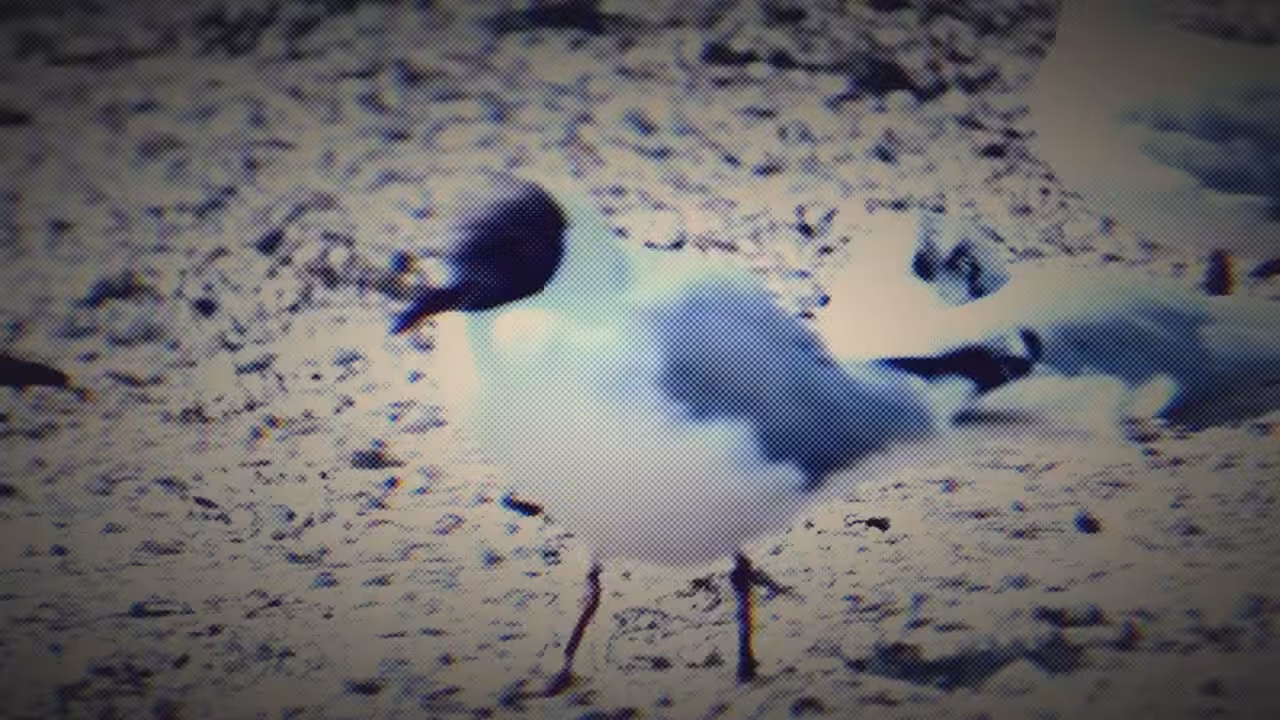 The one stepper seagull