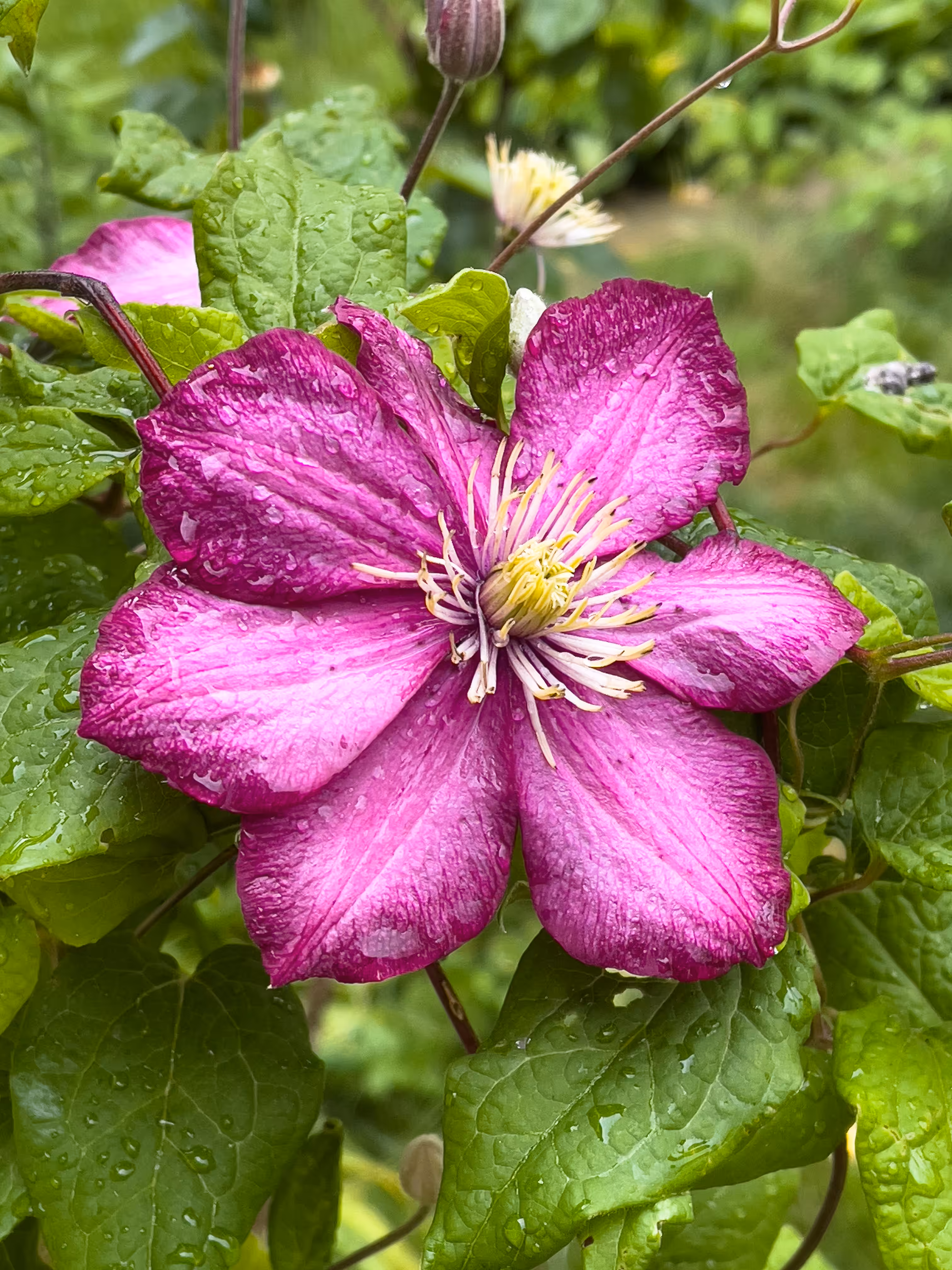 Clematis