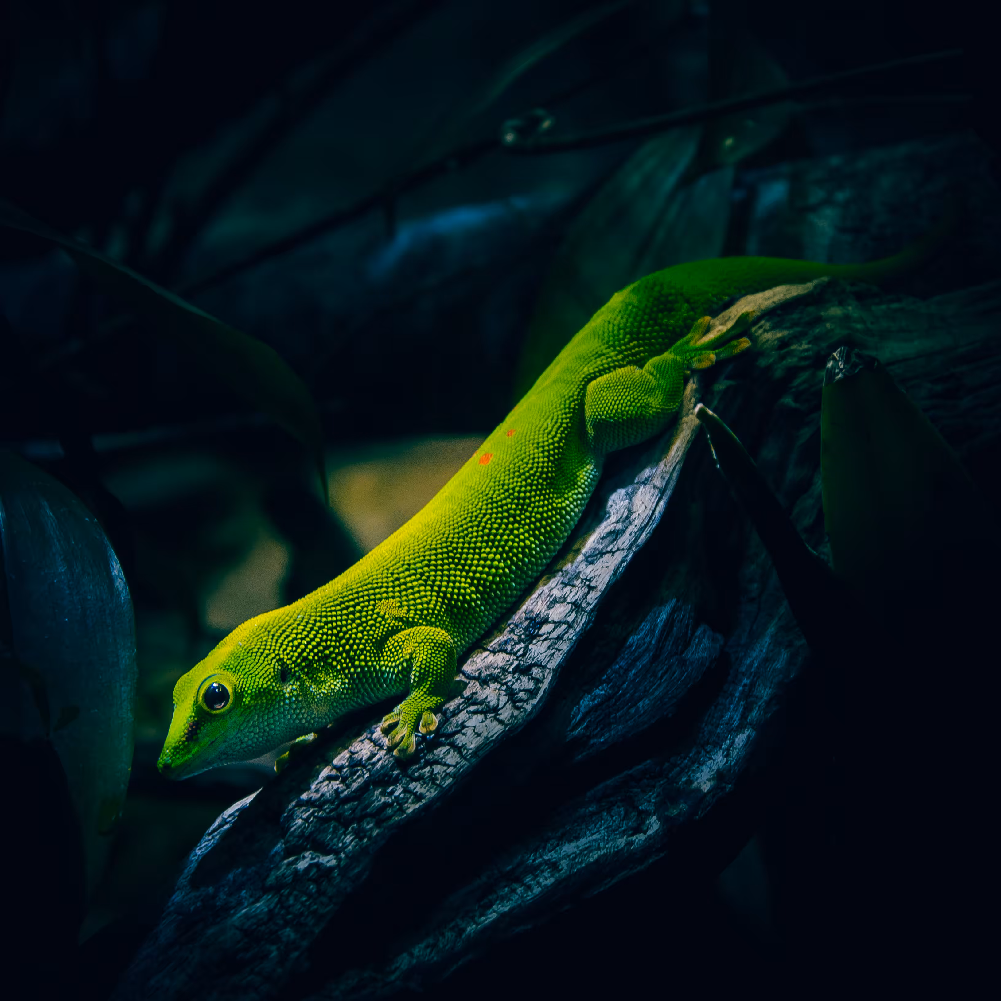 Day Gecko