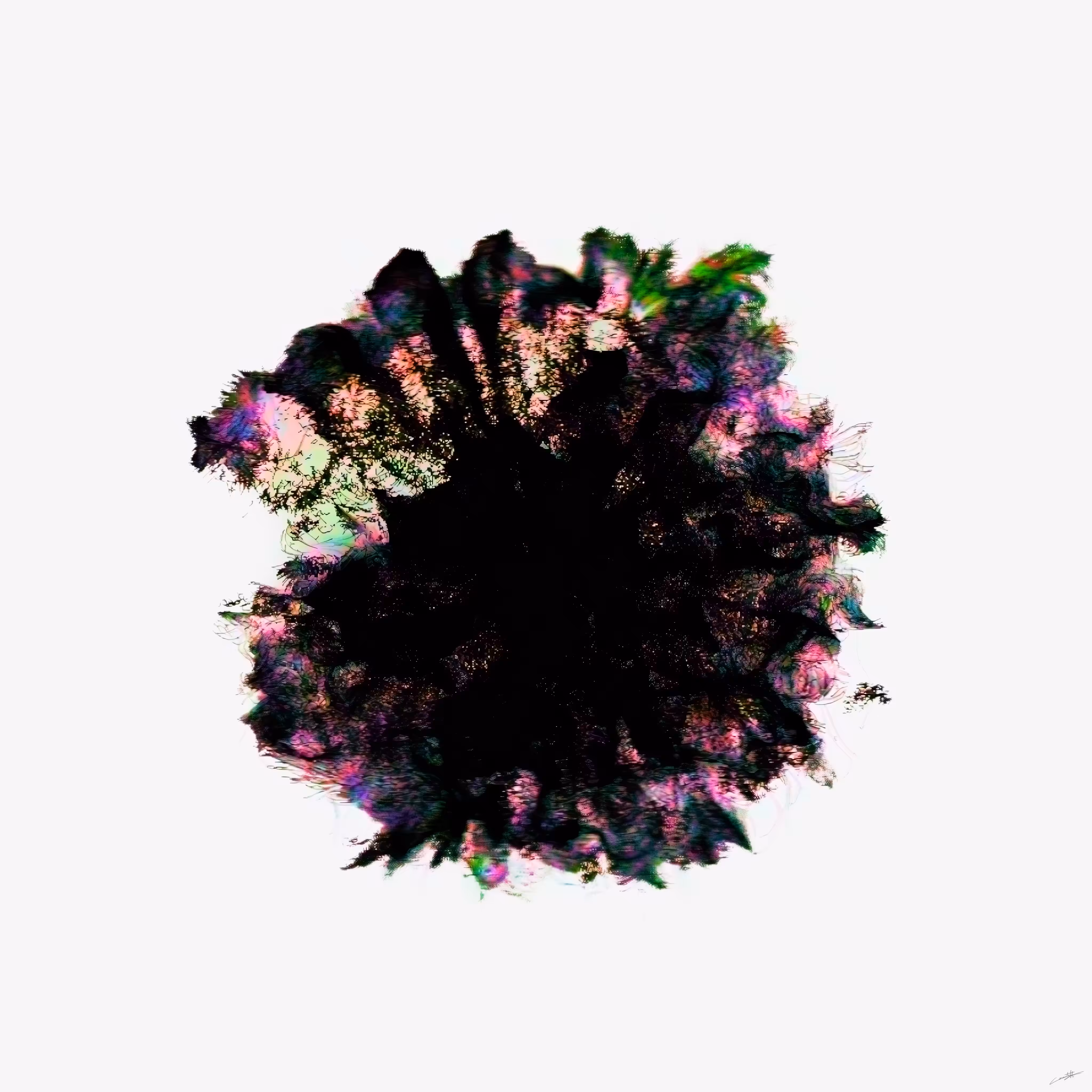 Lotus bloom