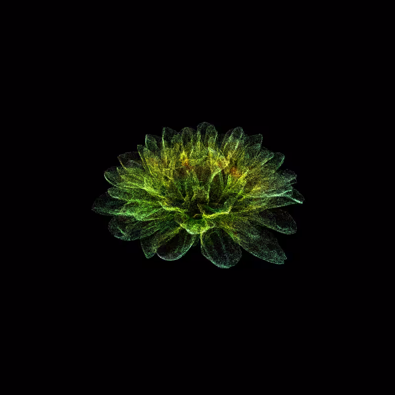 Dahlia Pinnata 30 #230