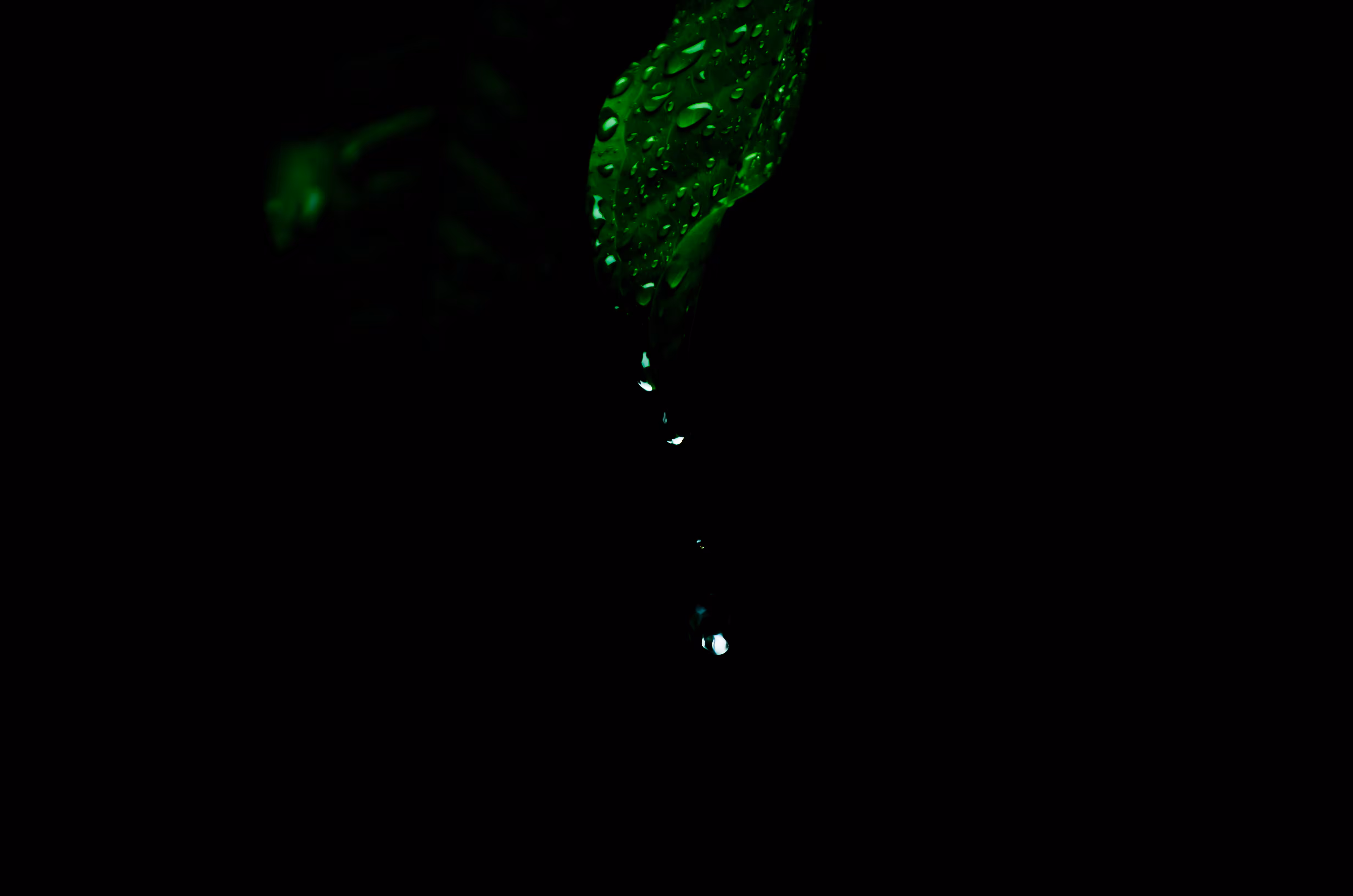 Droplets on leaf