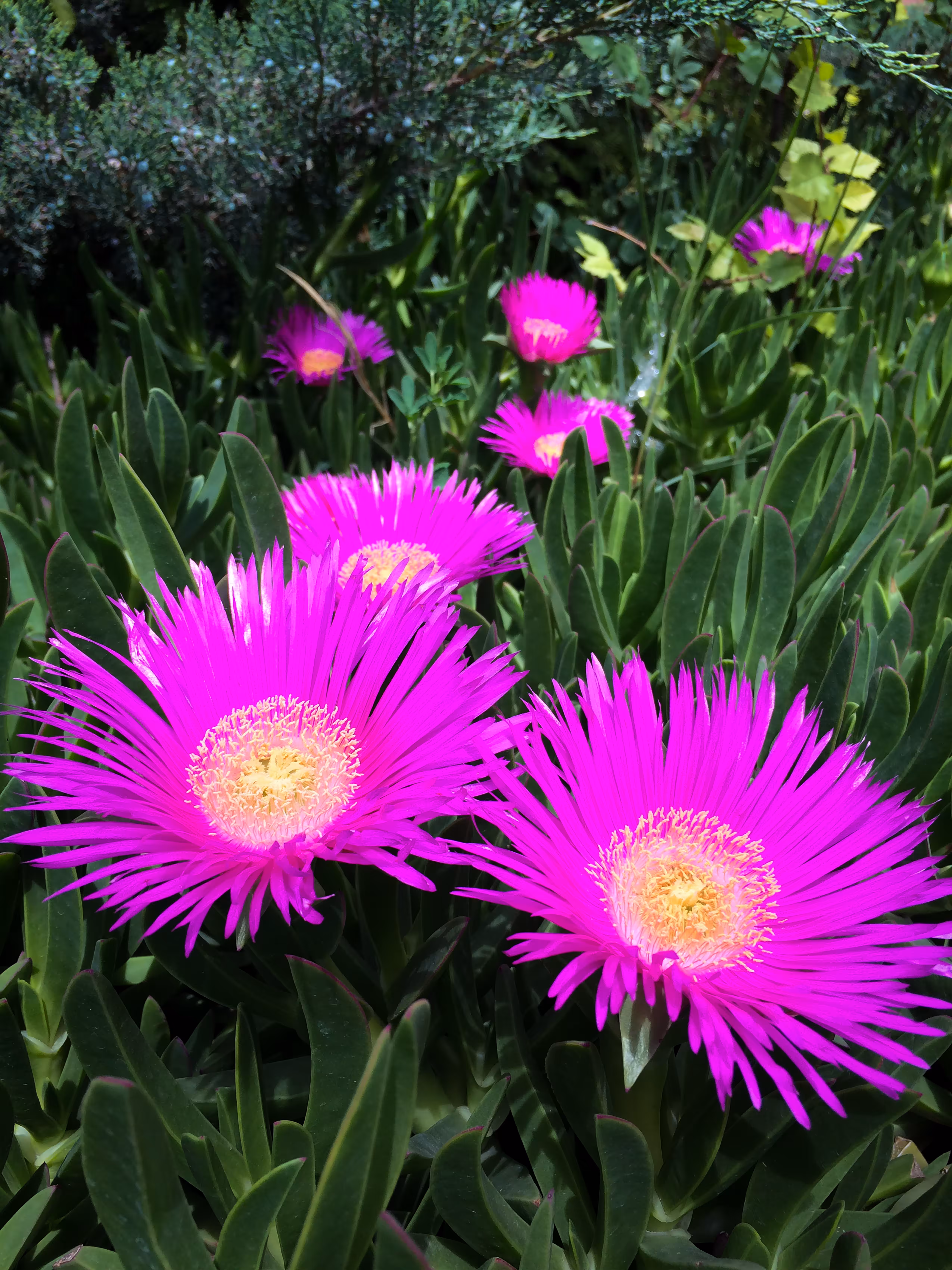 Merrylands.Photography: Merry-Photo 04