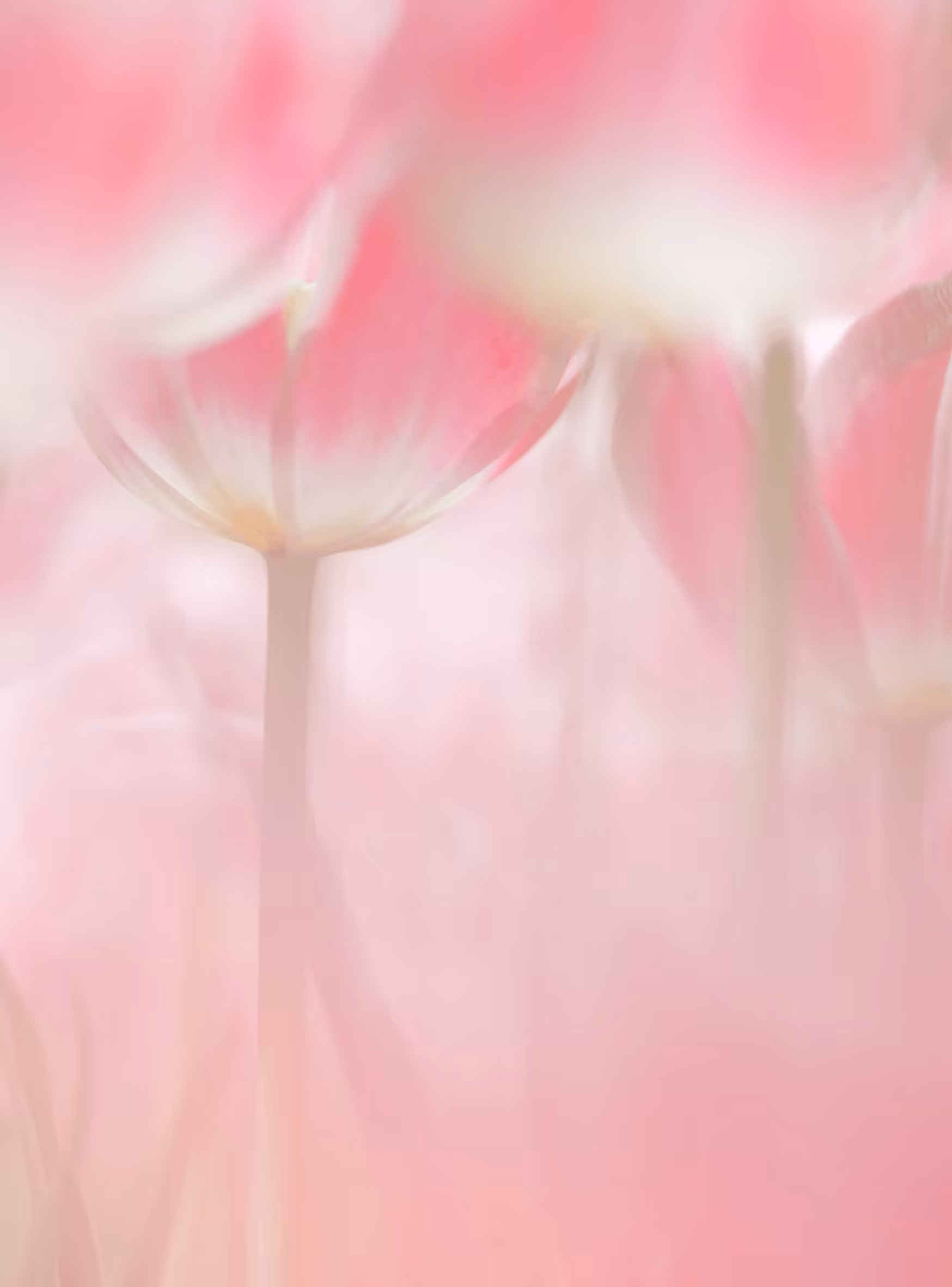 Tulip#19