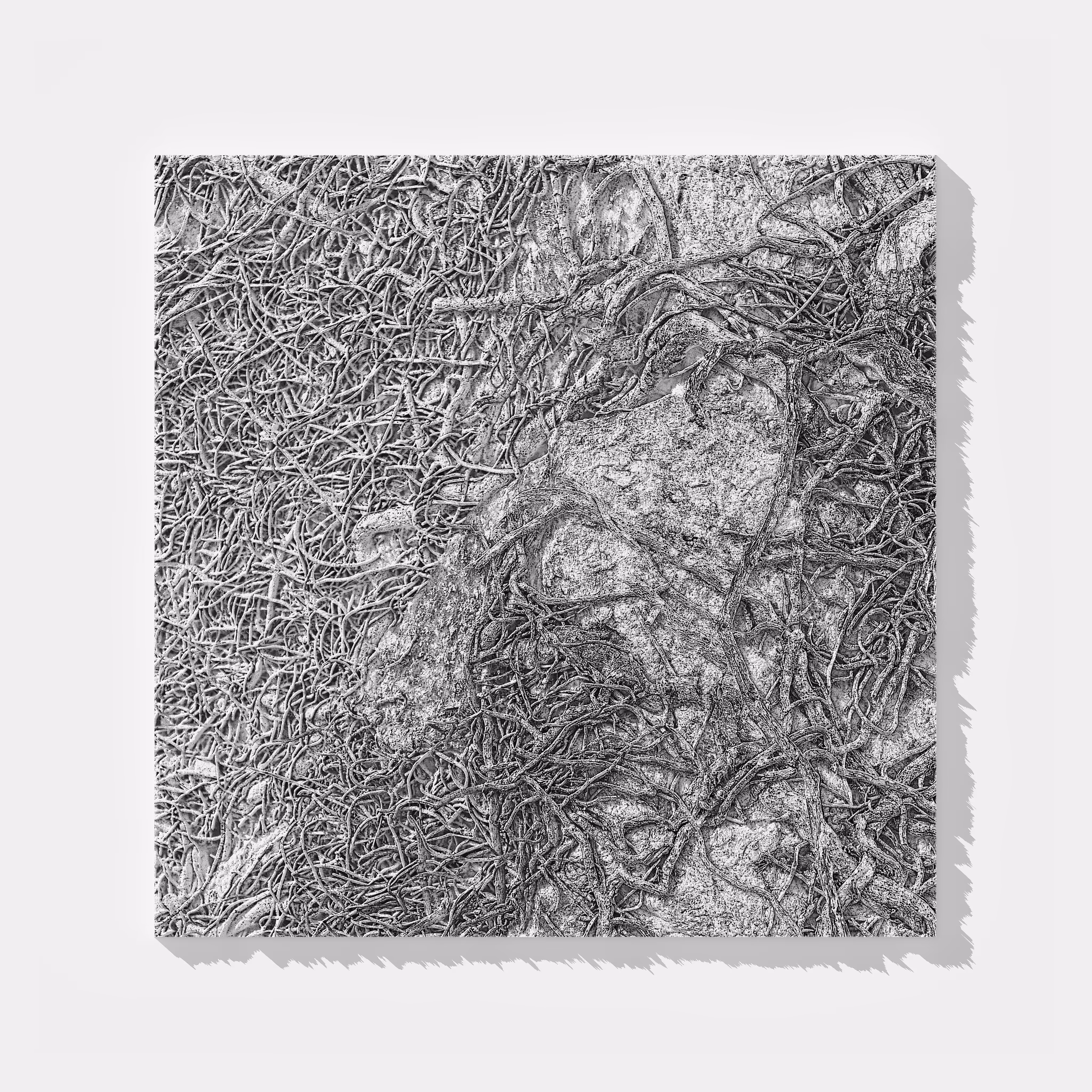 Fossile Rhizomatis