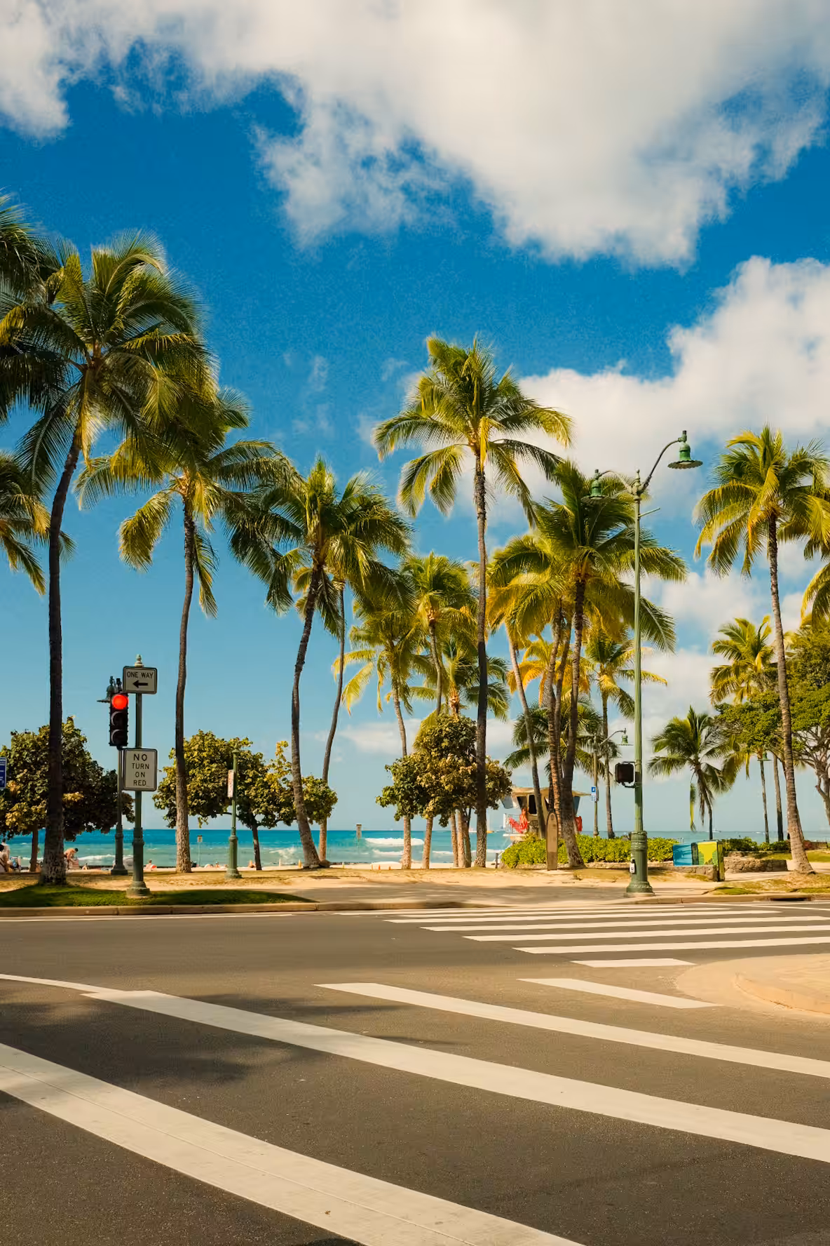 The heart of palms