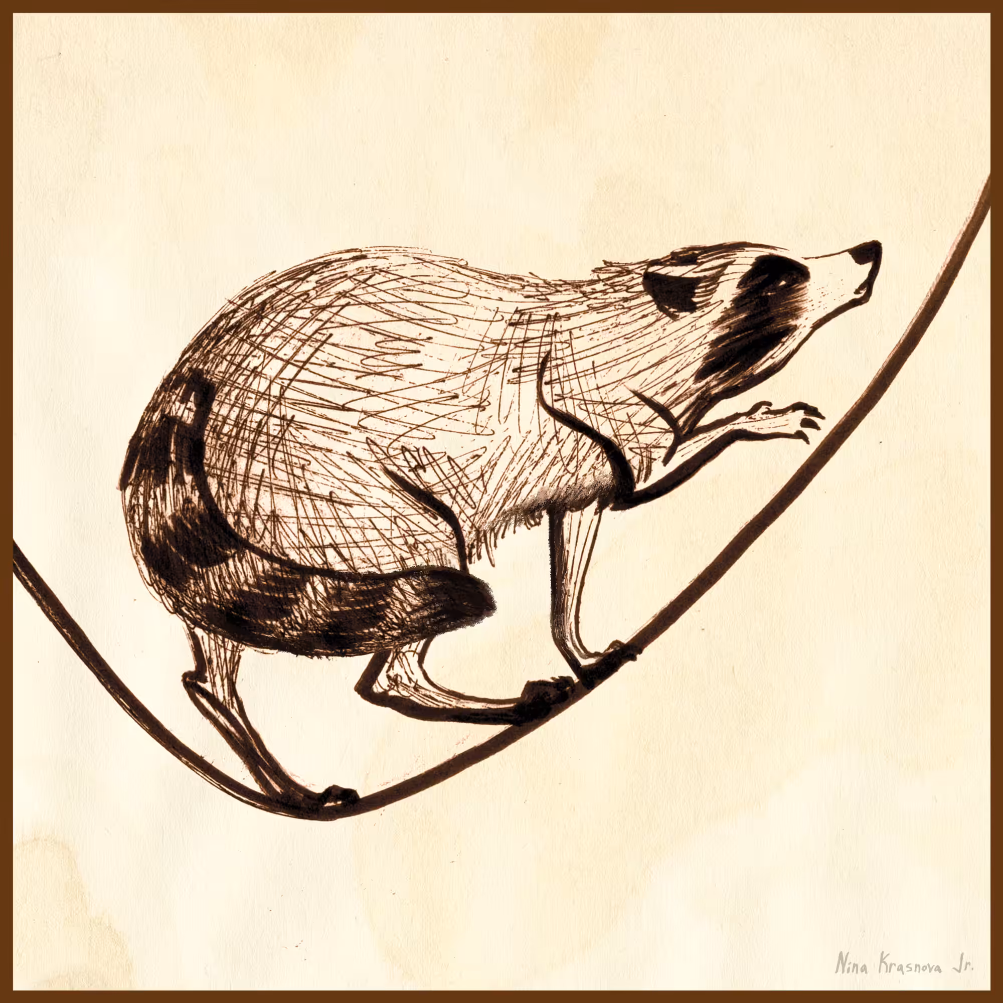 Raccoon