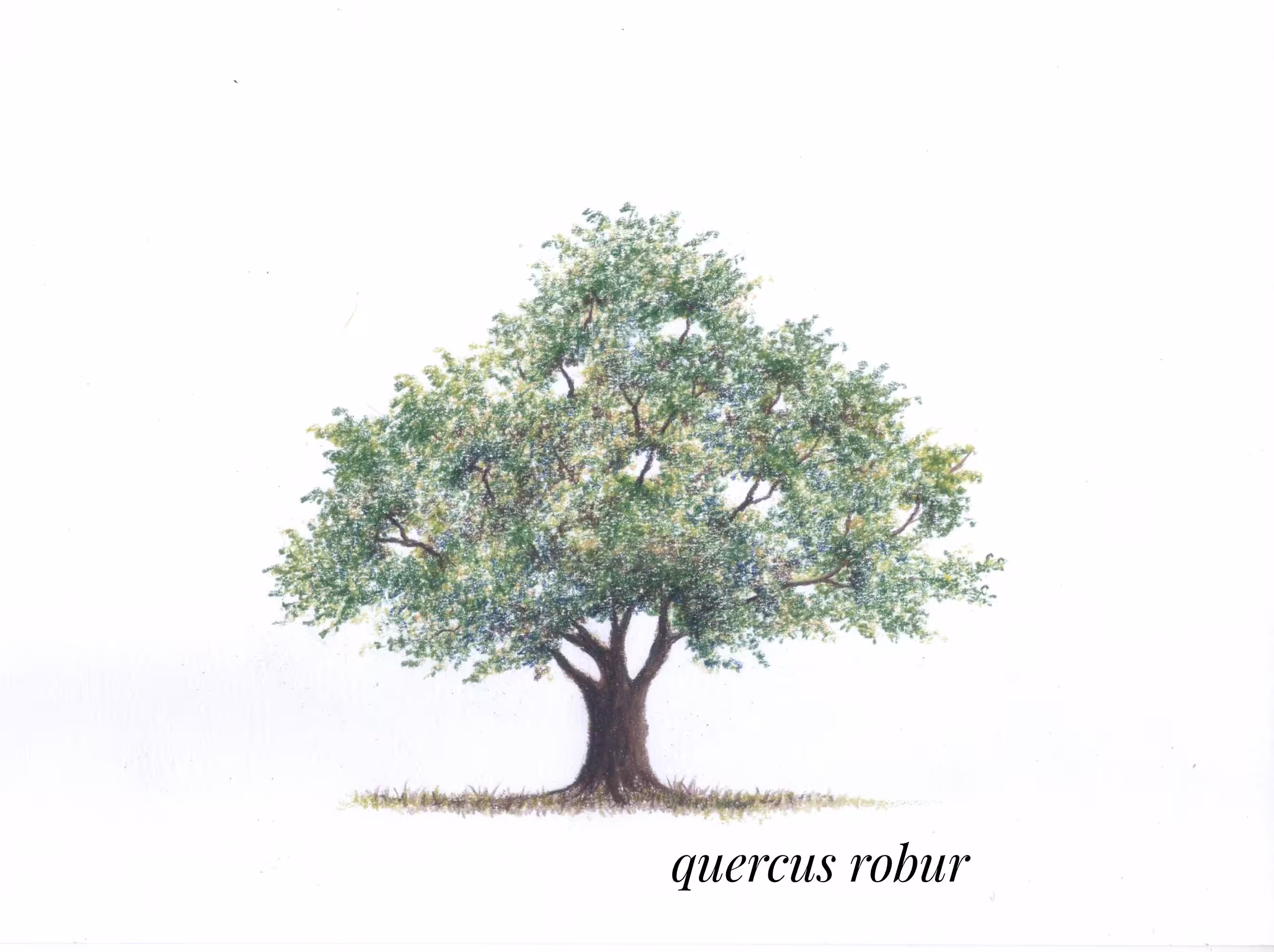Oak tree