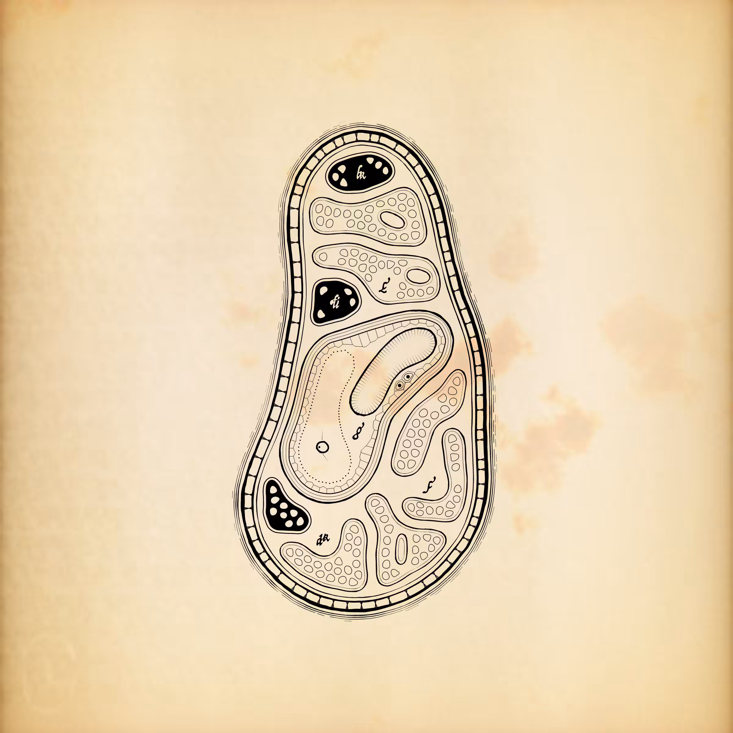 Cytographia #44