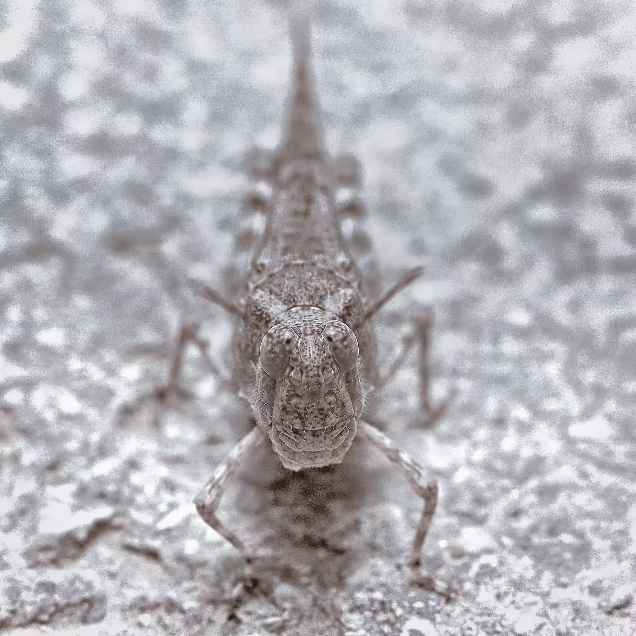 insectography #27