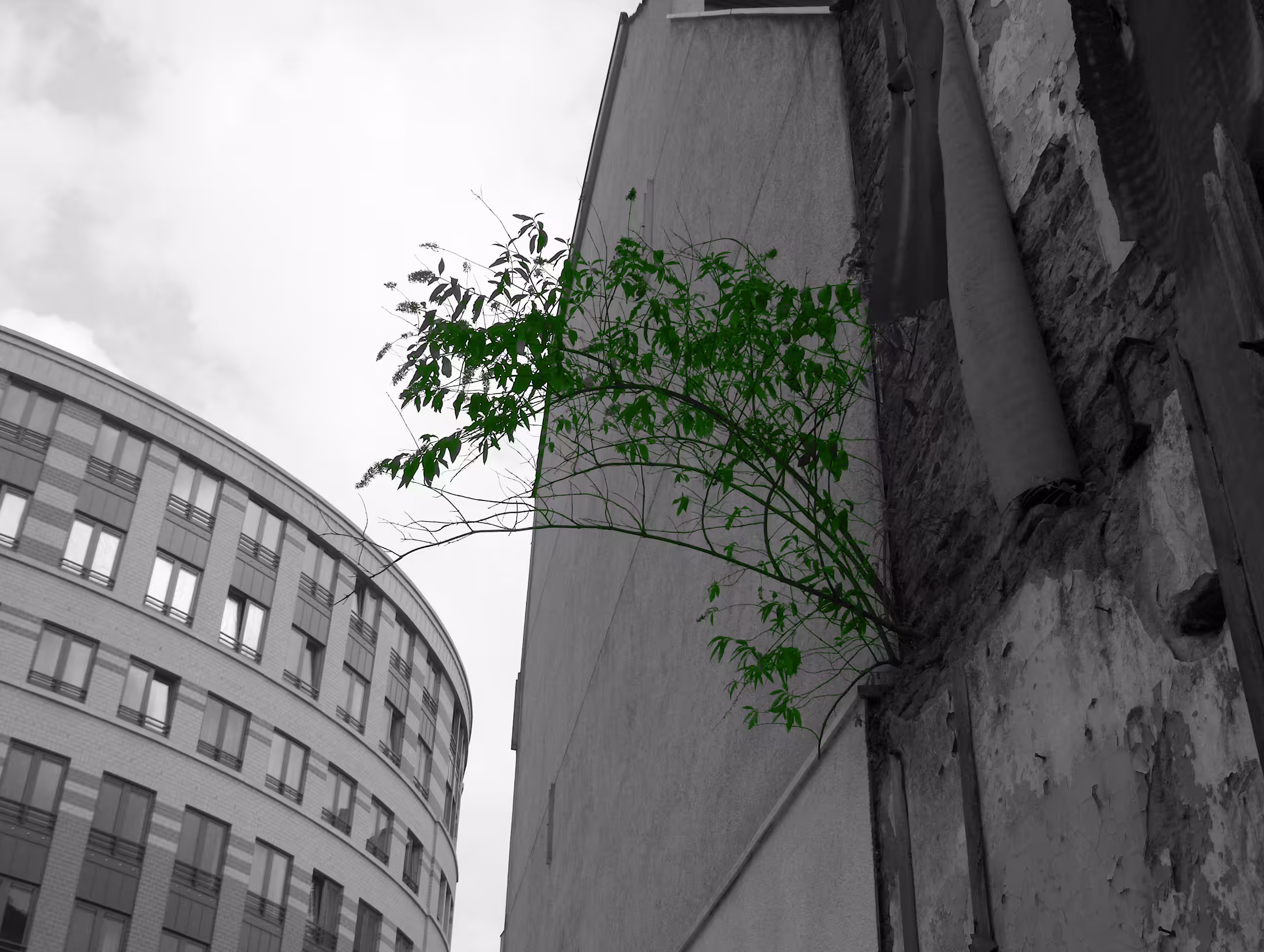 The green fight
