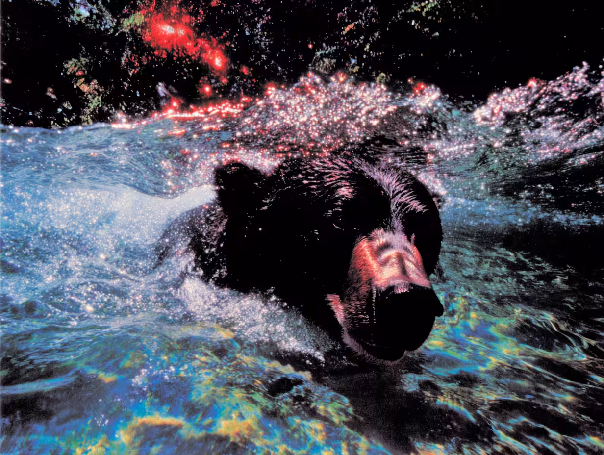 Bears, #12