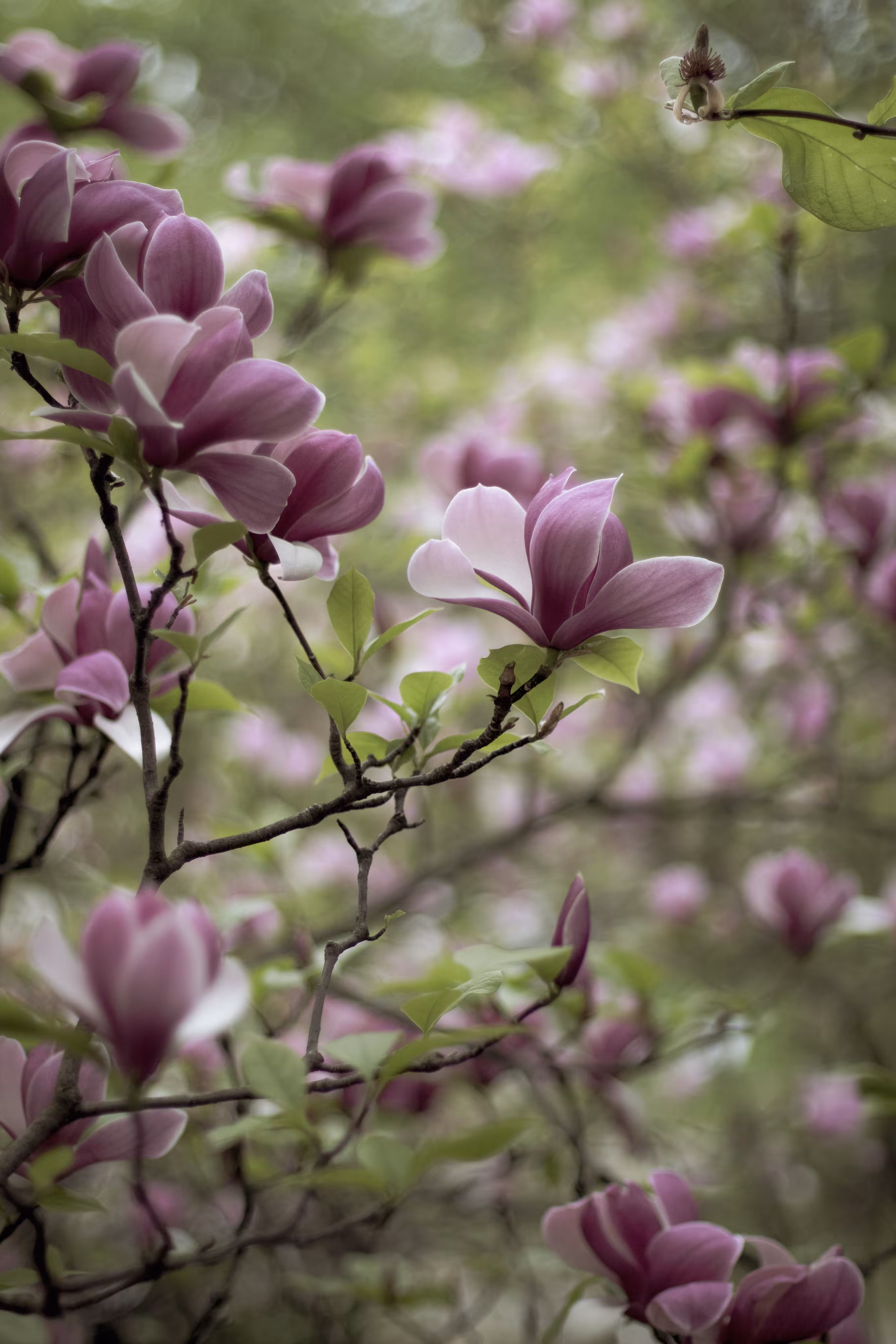 Harmony of Nature: fragile beauty 