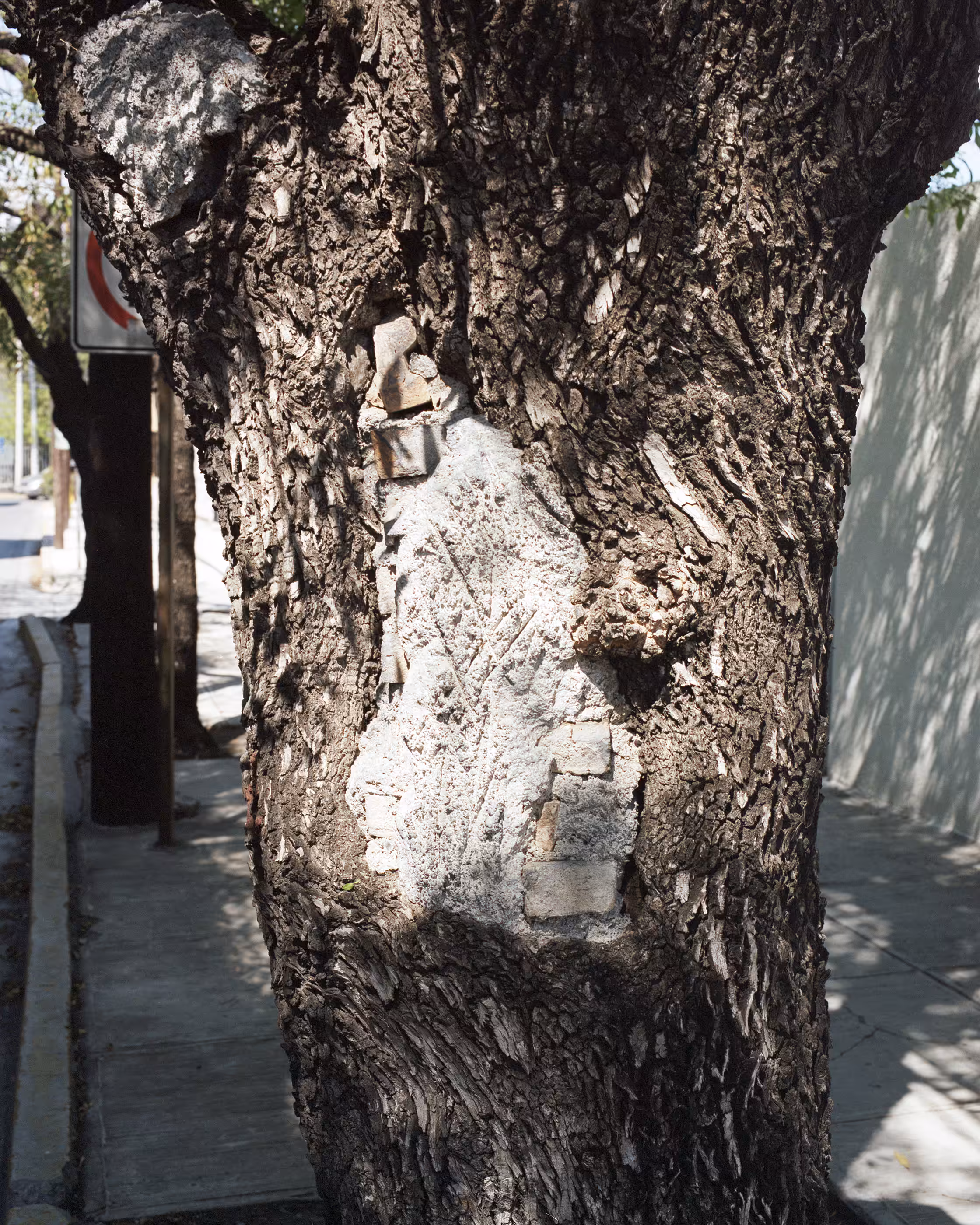 A Sealed Tree Trunk