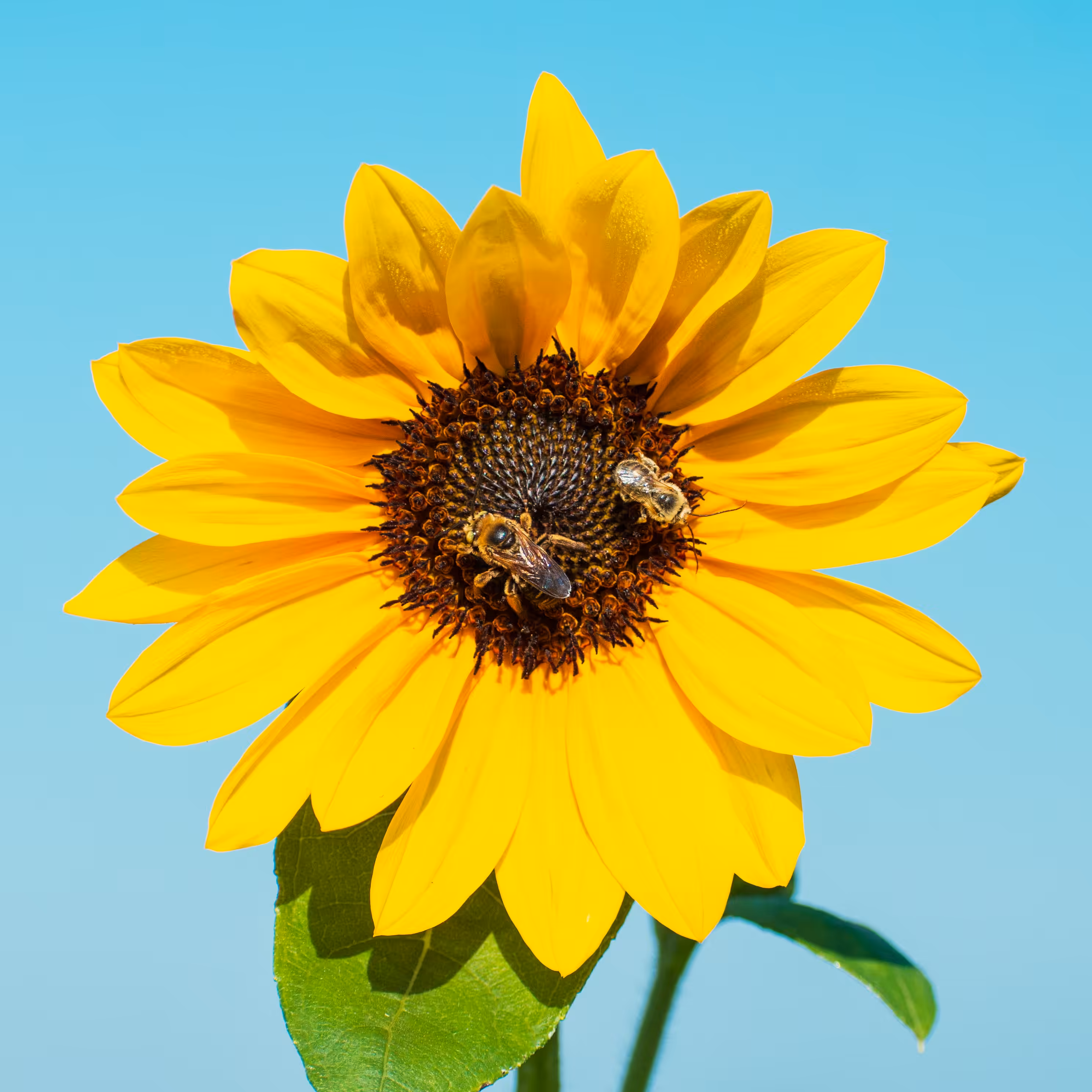 Bizzzy Sunflower