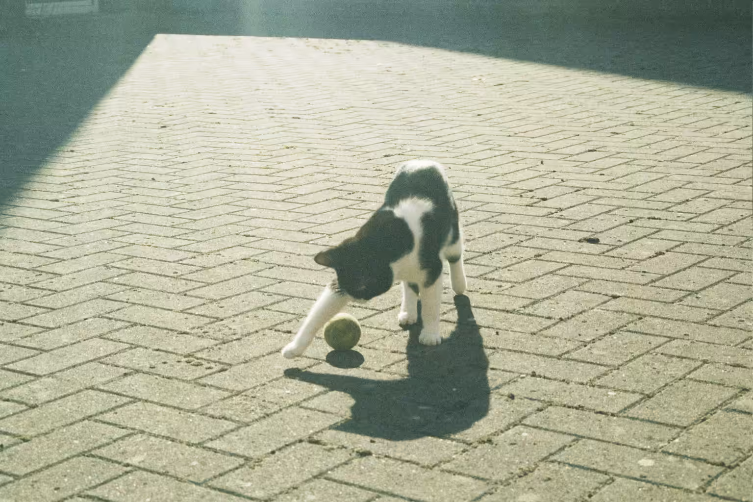 Gizmo the football player