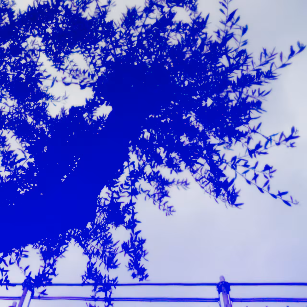 Leap into the blue