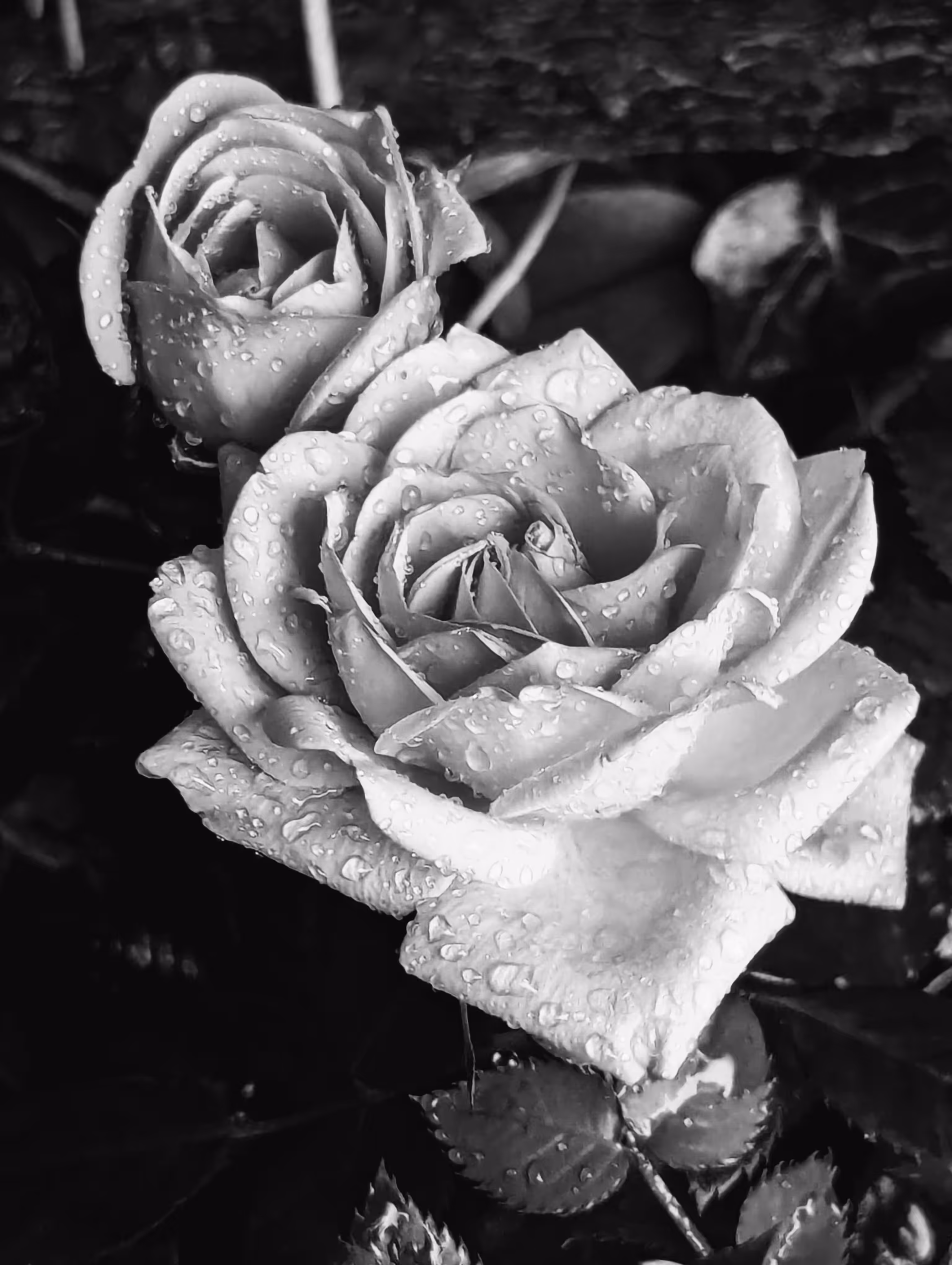 Friday Rose